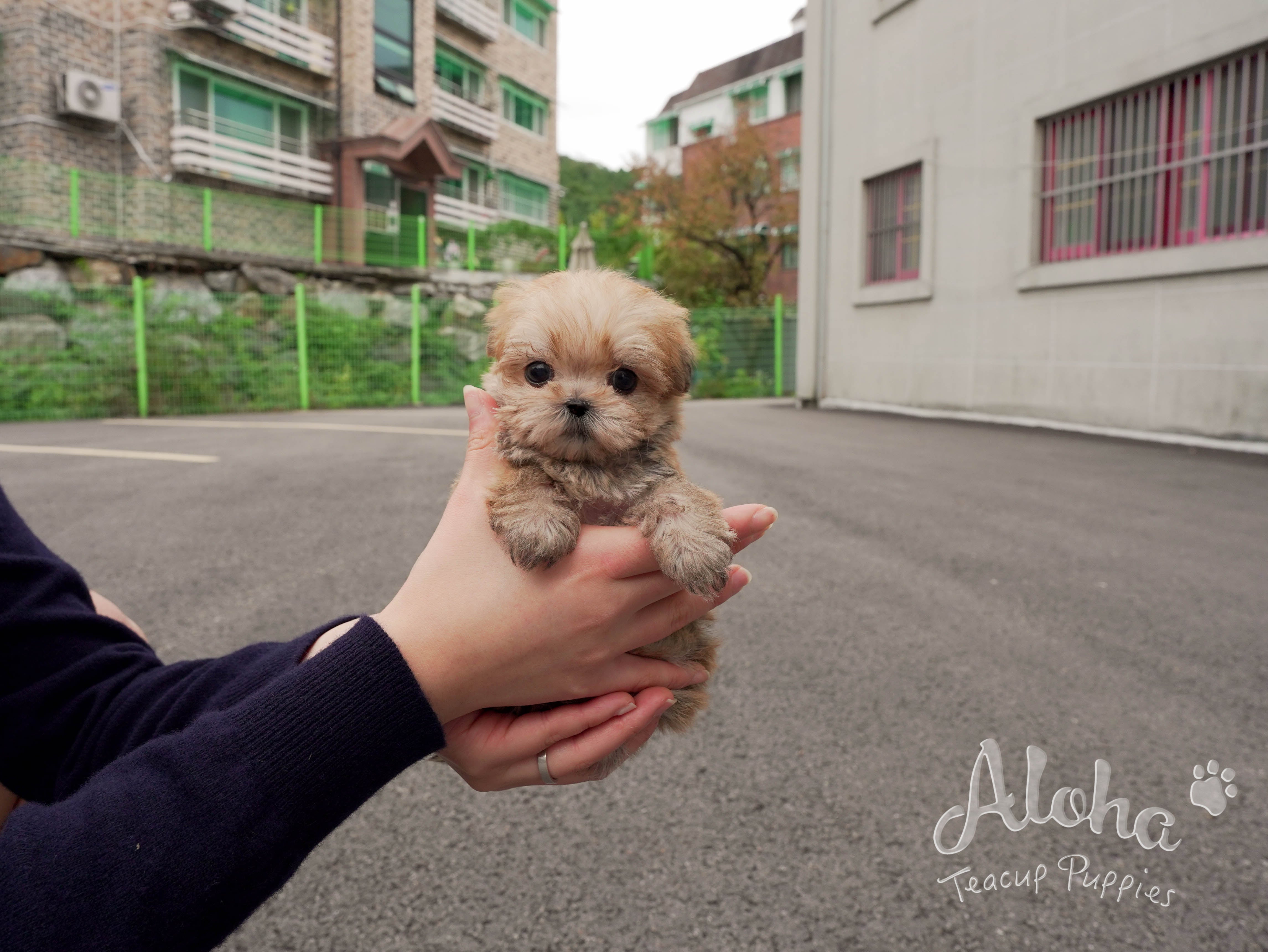 Cheese [TEACUP MORKIE]