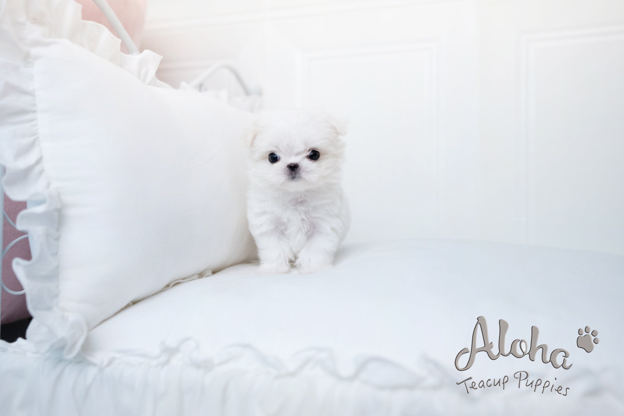 Ciara [TEACUP MALTESE]