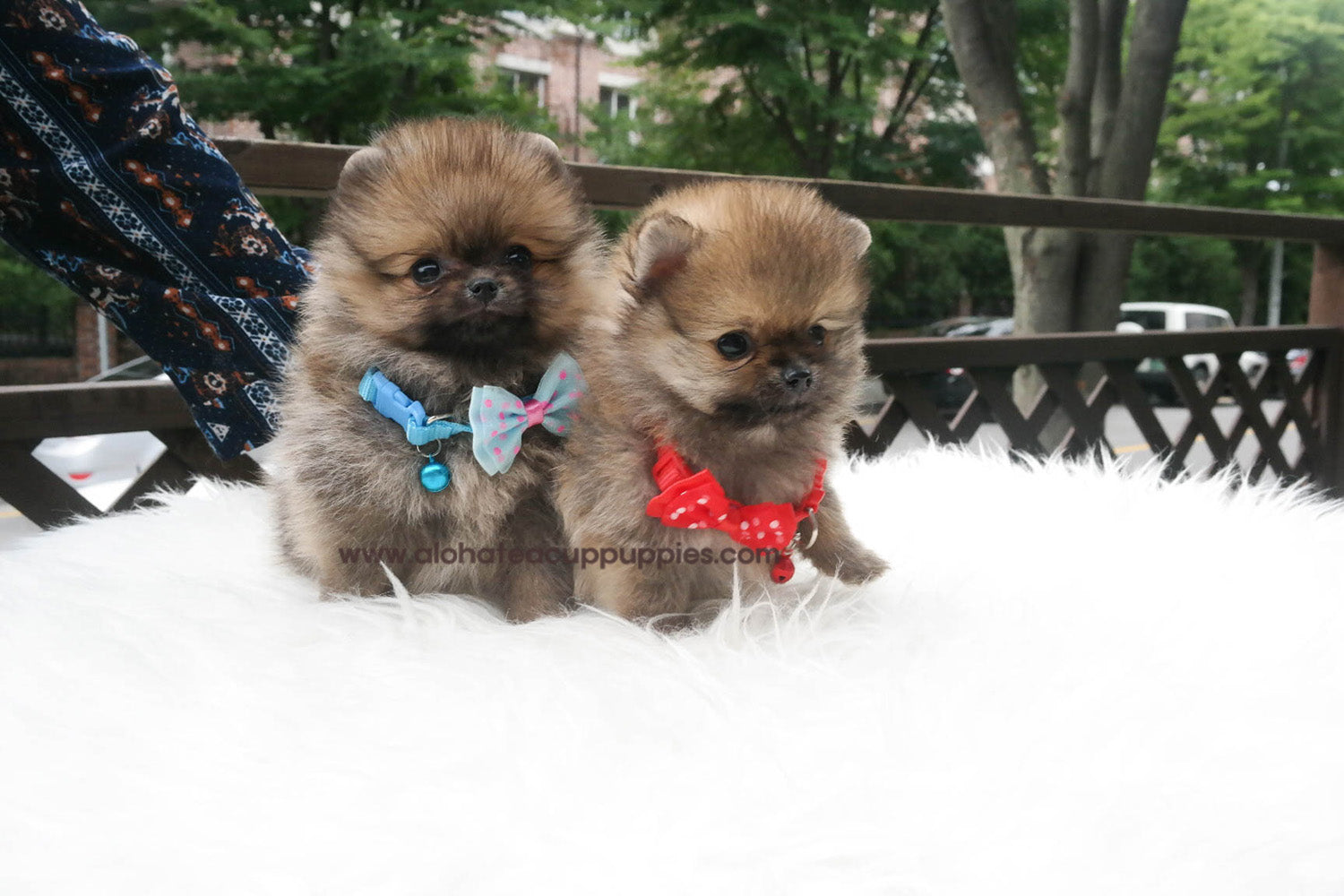 Nichol "red collar"- [Pomeranian]