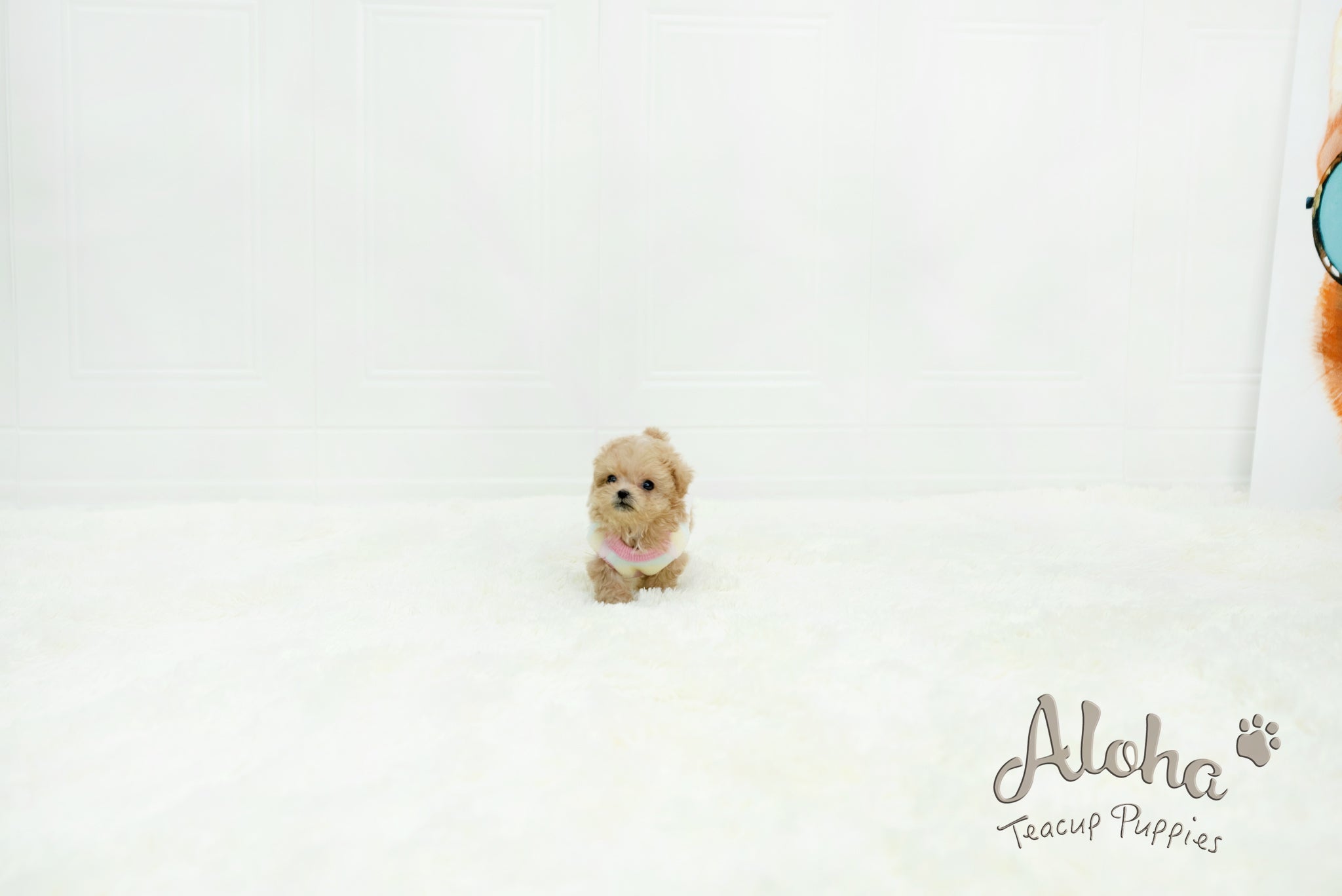 Isaac [TEACUP MALTIPOO]