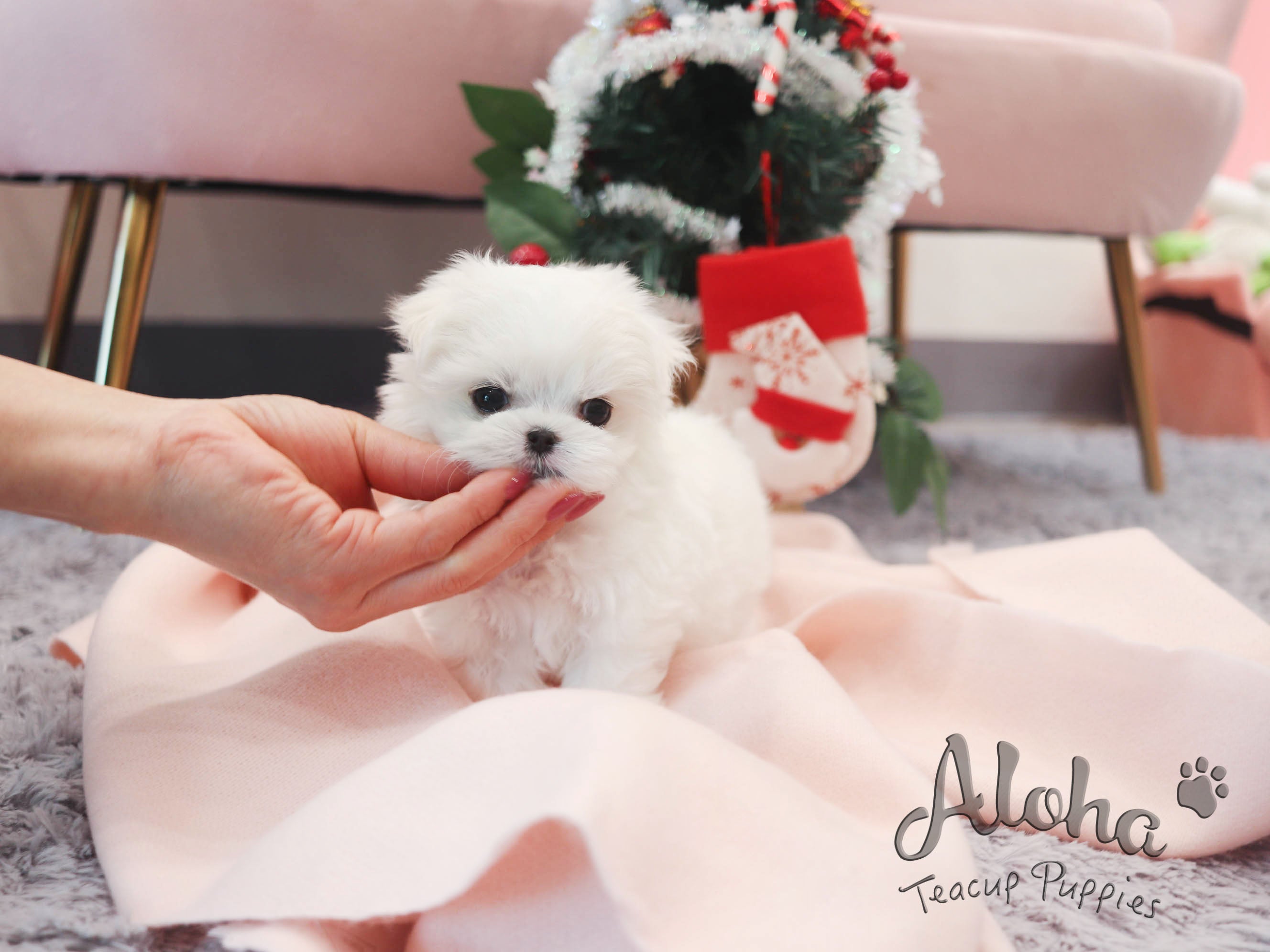 Rudolph [TEACUP Maltese]