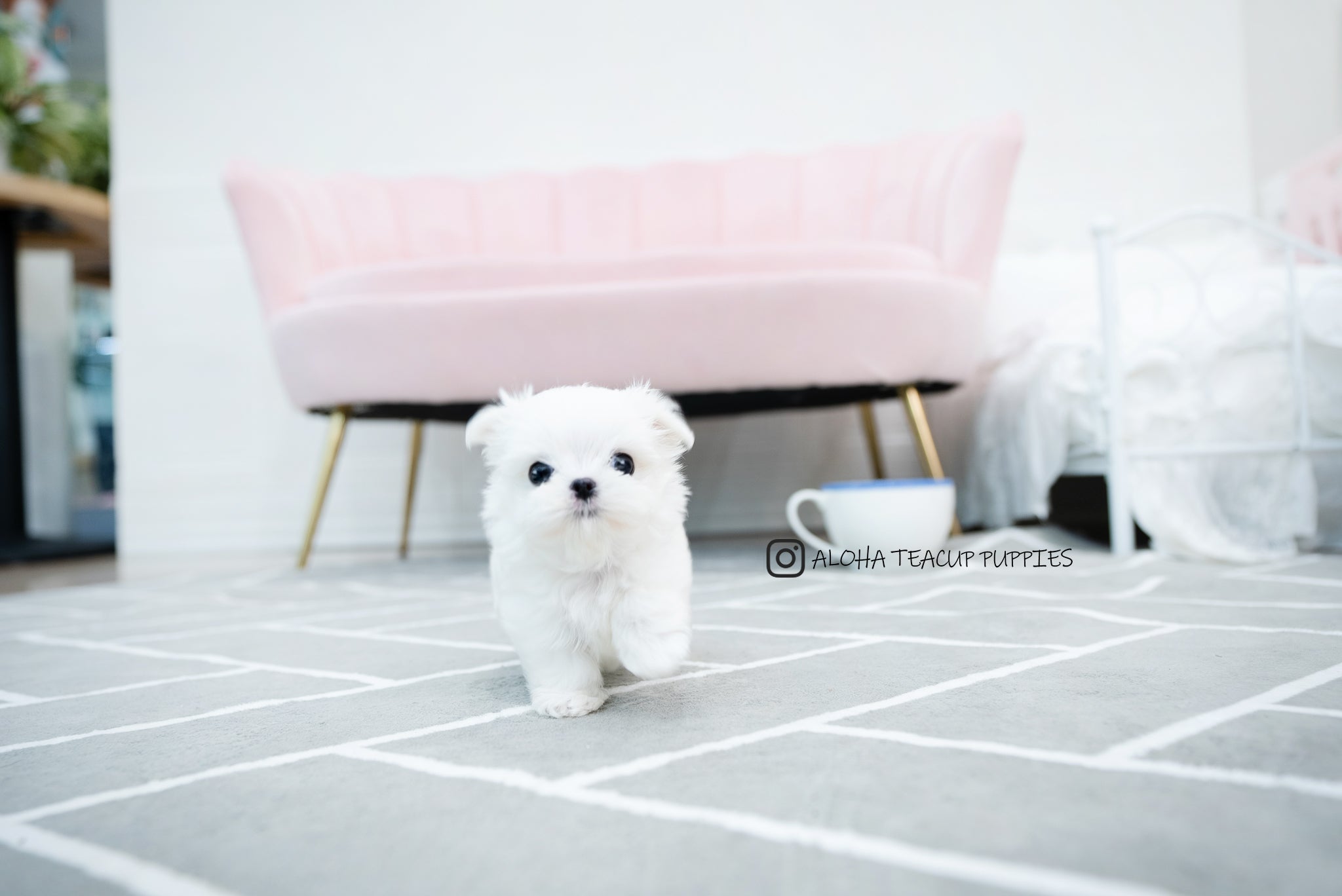 Tayo [TEACUP MALTESE]