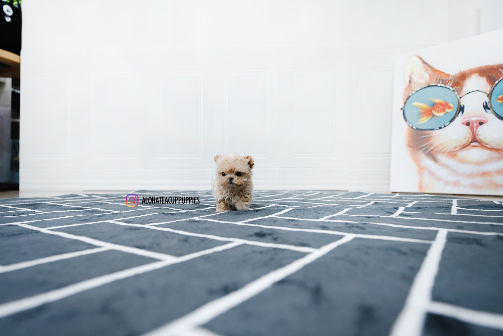 Bruno [TEACUP MALTIPOO]