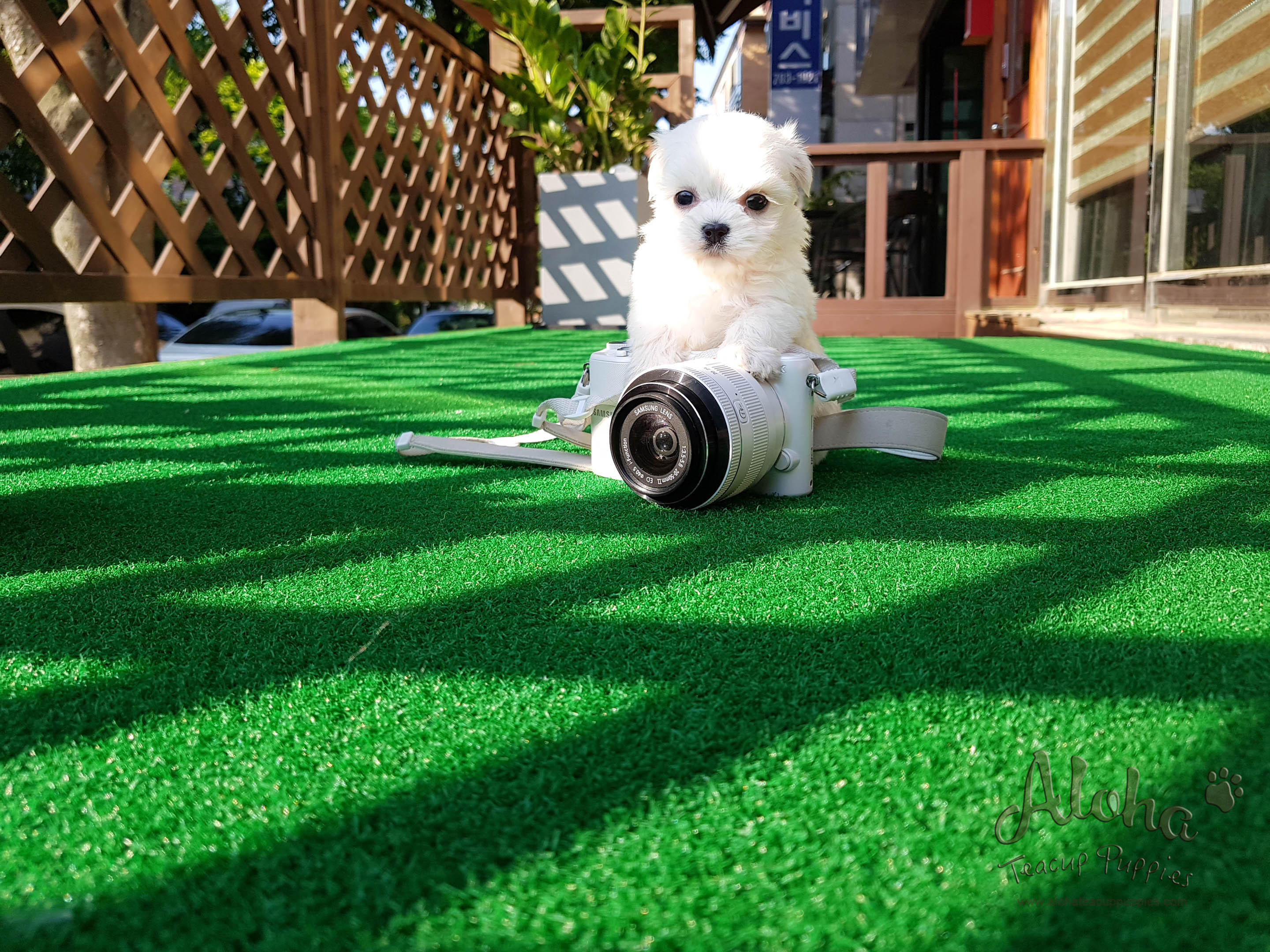 Macchiato - [Maltese] - Sold to Rachelle Benincasa