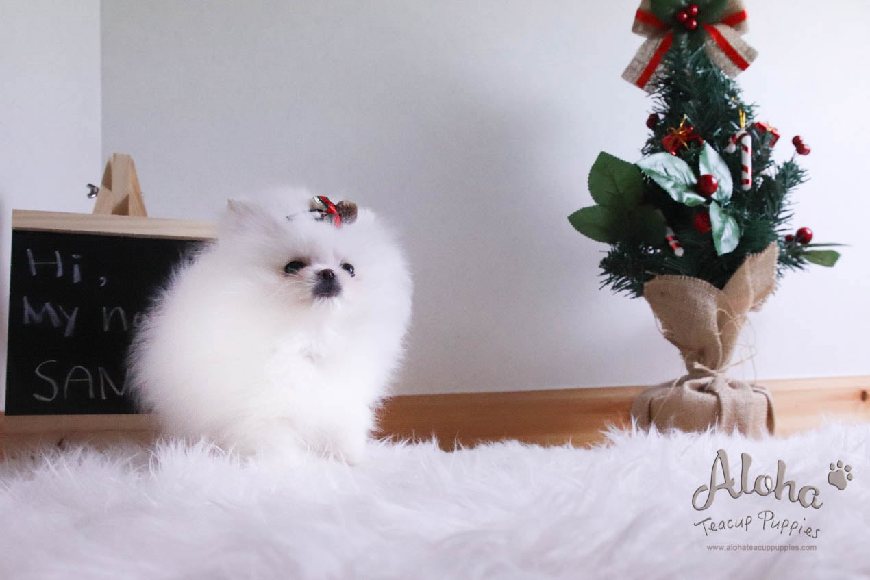 Santa - [Pomeranian]