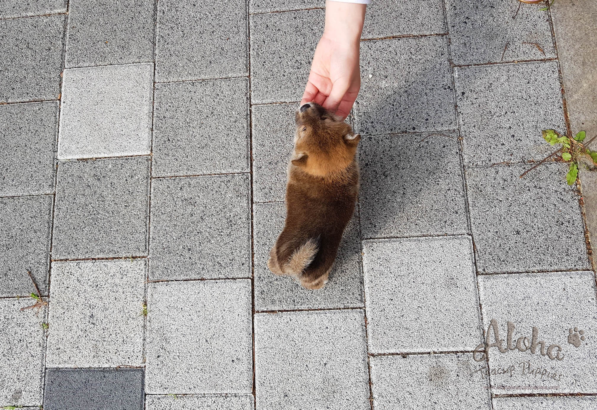 Michiko - [Shiba Inu] - Sold to Daisuke Yamashita