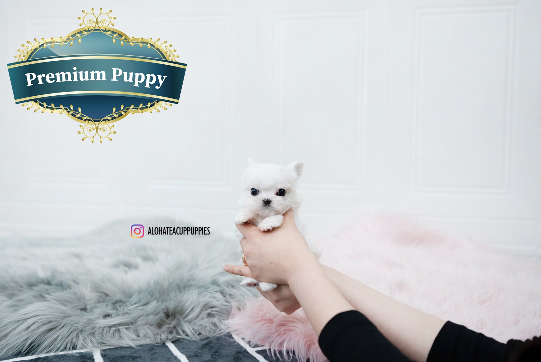 Tiana [TEACUP MALTESE]