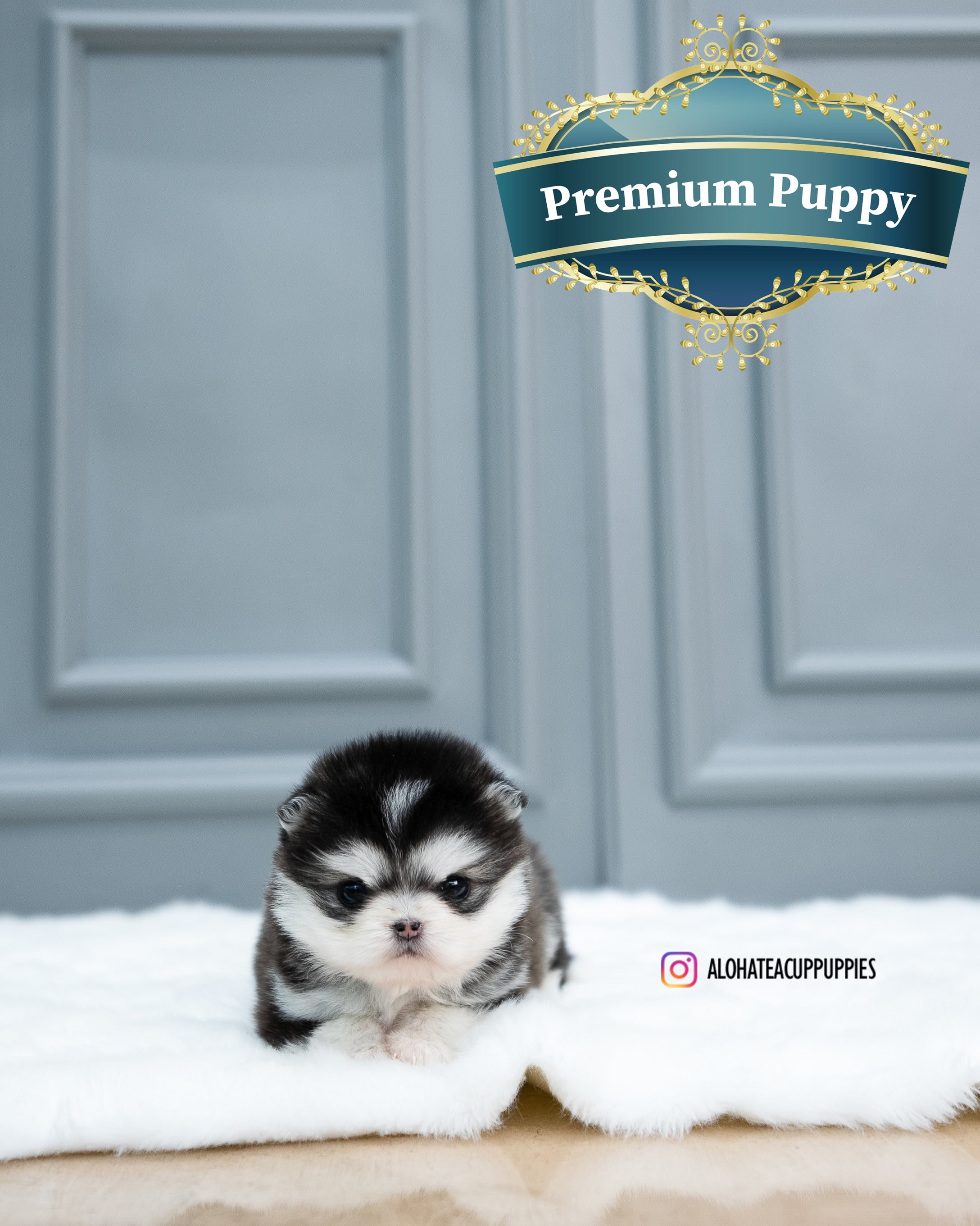 Tate [TEACUP Pomsky]