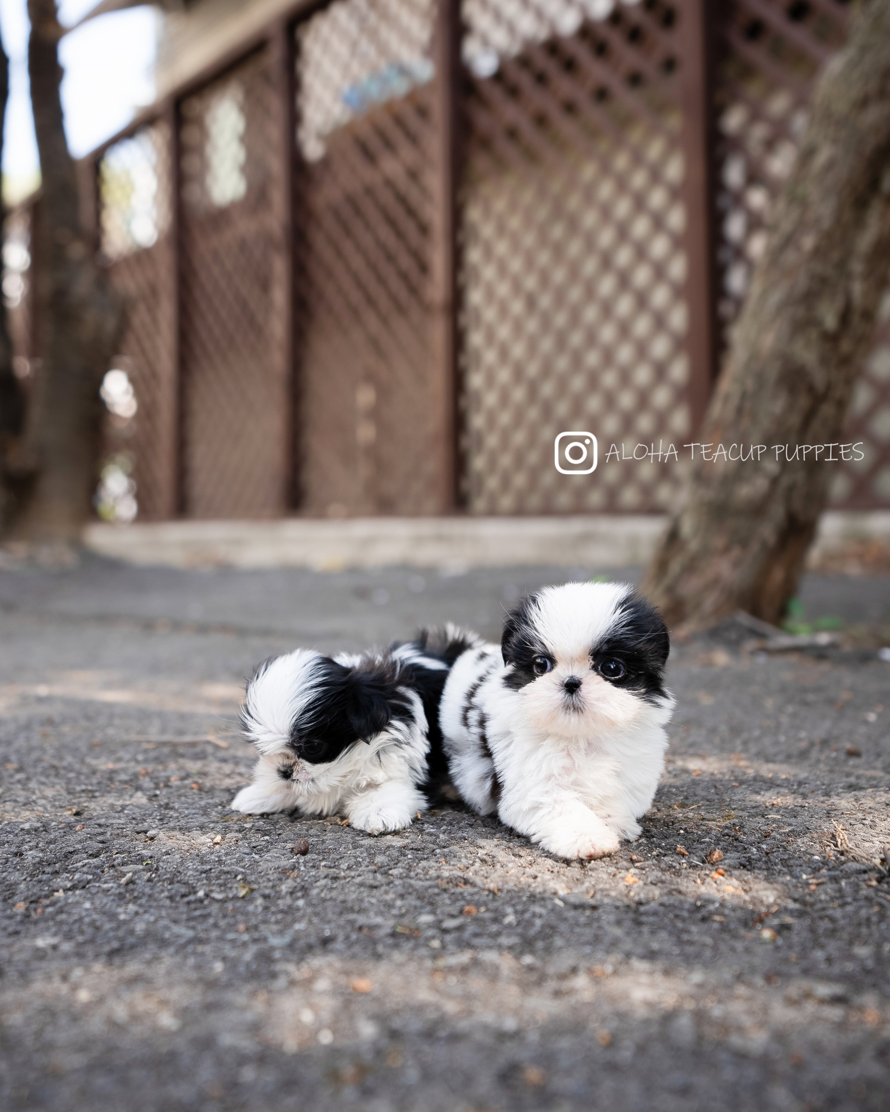 Freya [TEACUP SHIHTZU]