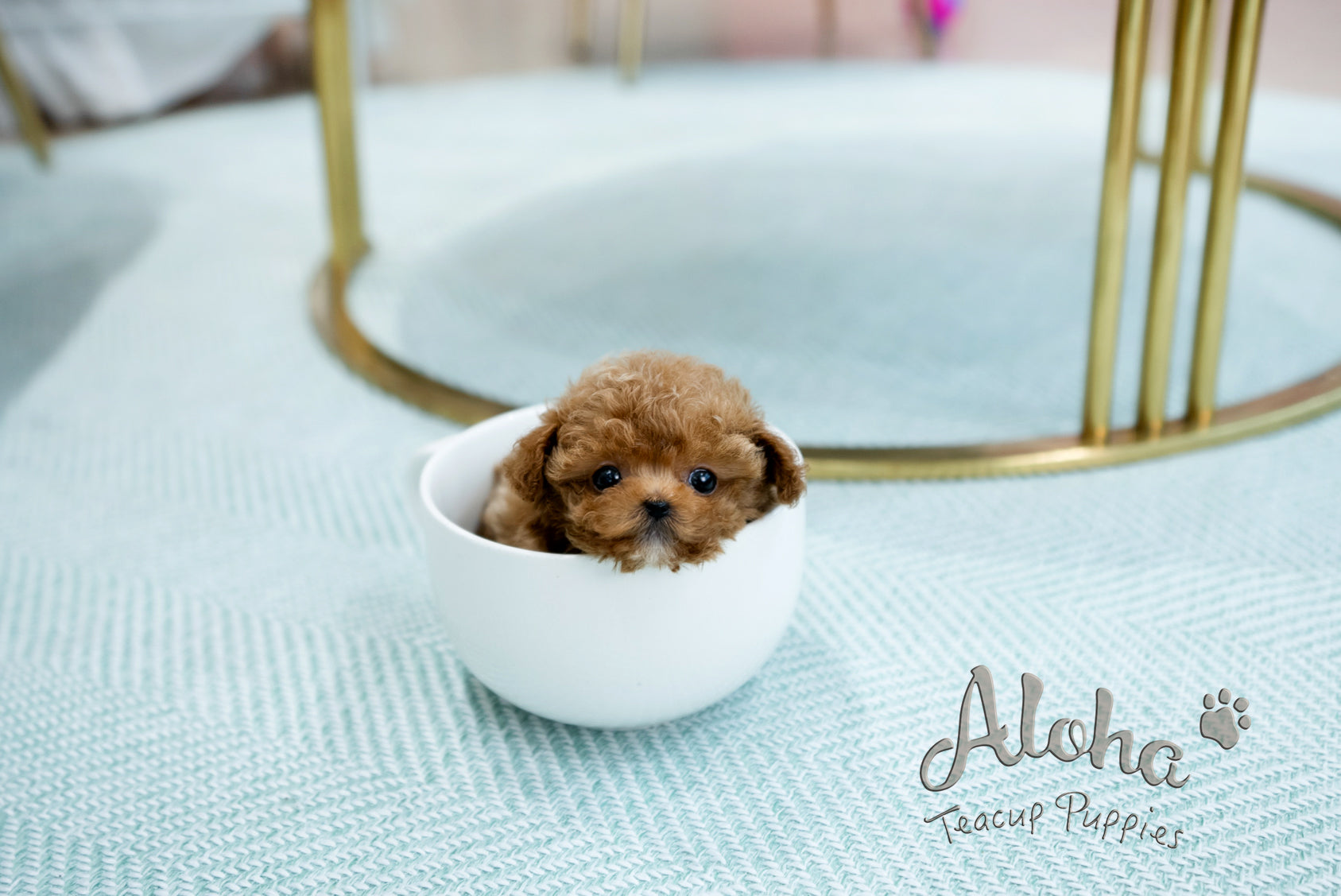 Peanut [TEACUP POODLE]