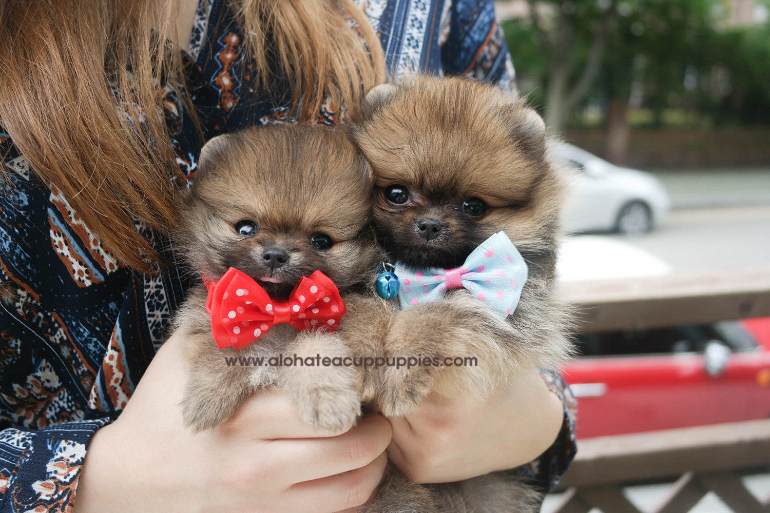 Nicky "blue collar"- [Pomeranian]