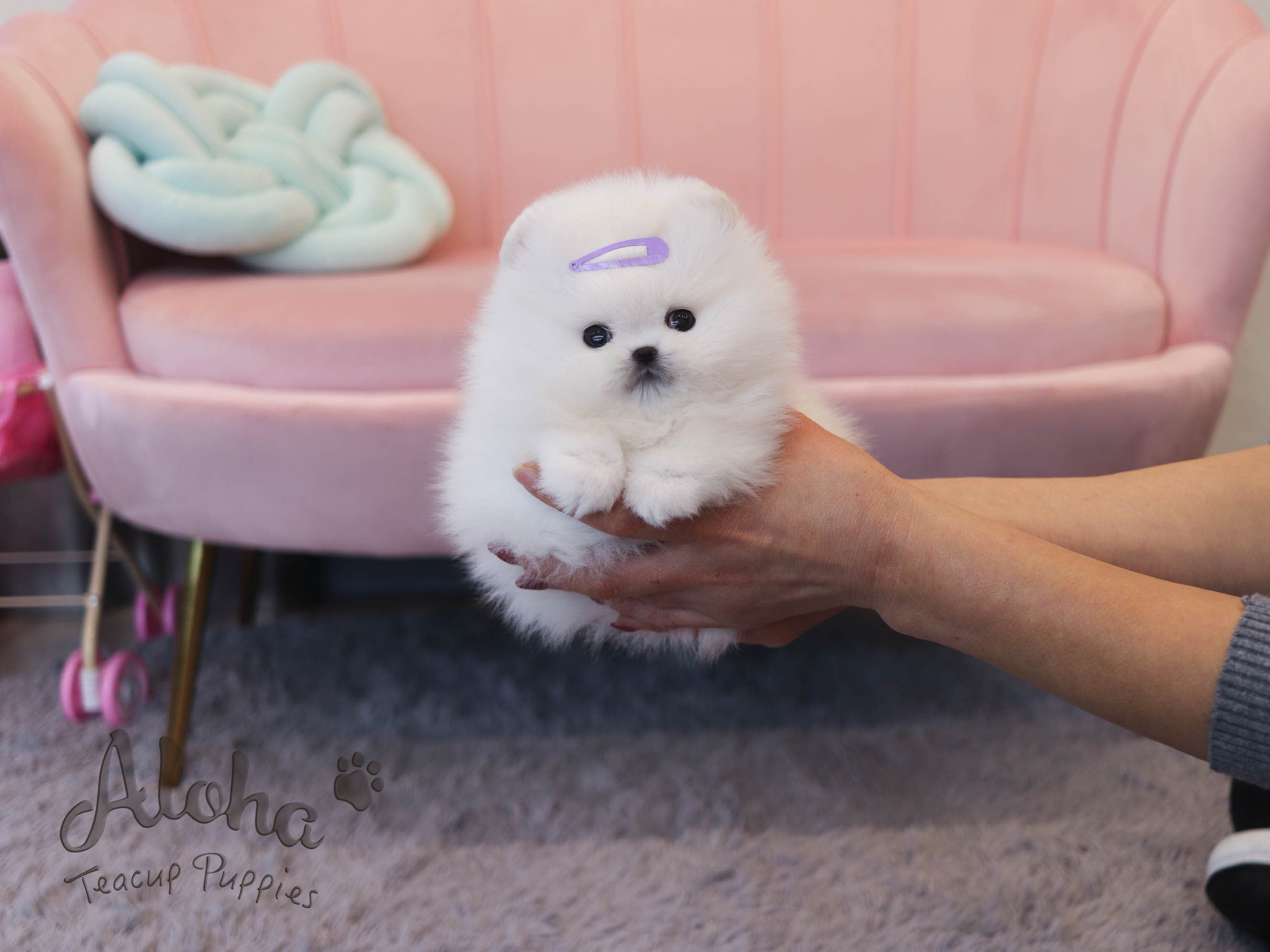 DAISY [TEACUP POMERANIAN]