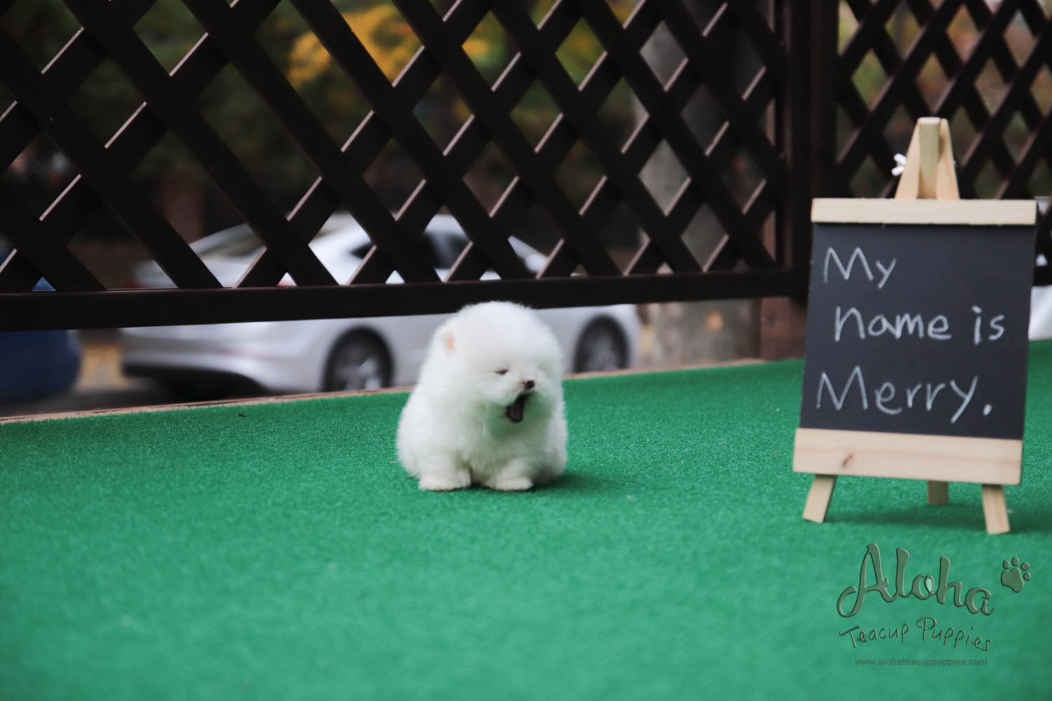 Sold to Diana, MERRY [TEACUP POMERANIAN]