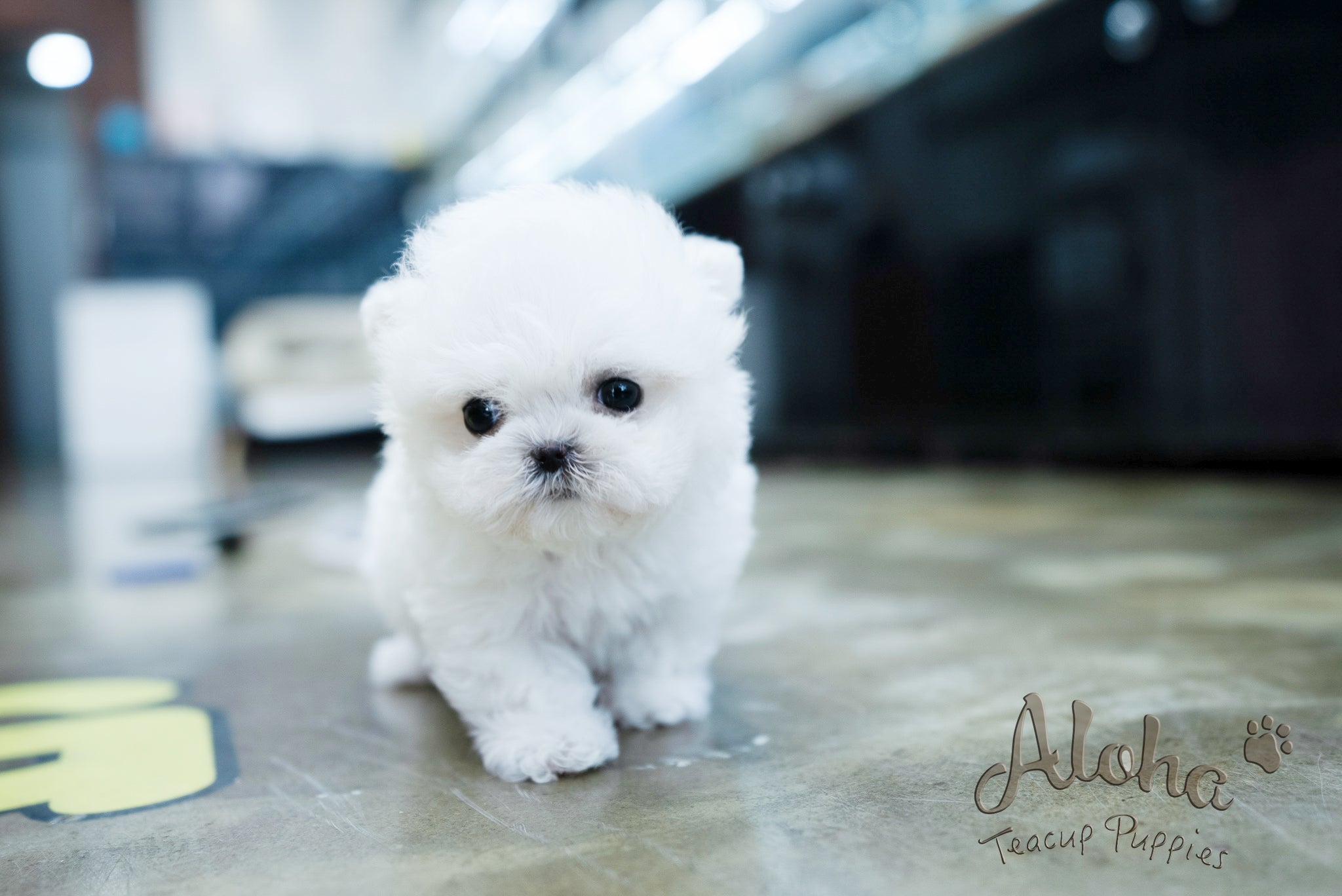 Angela [TEACUP BICHON]