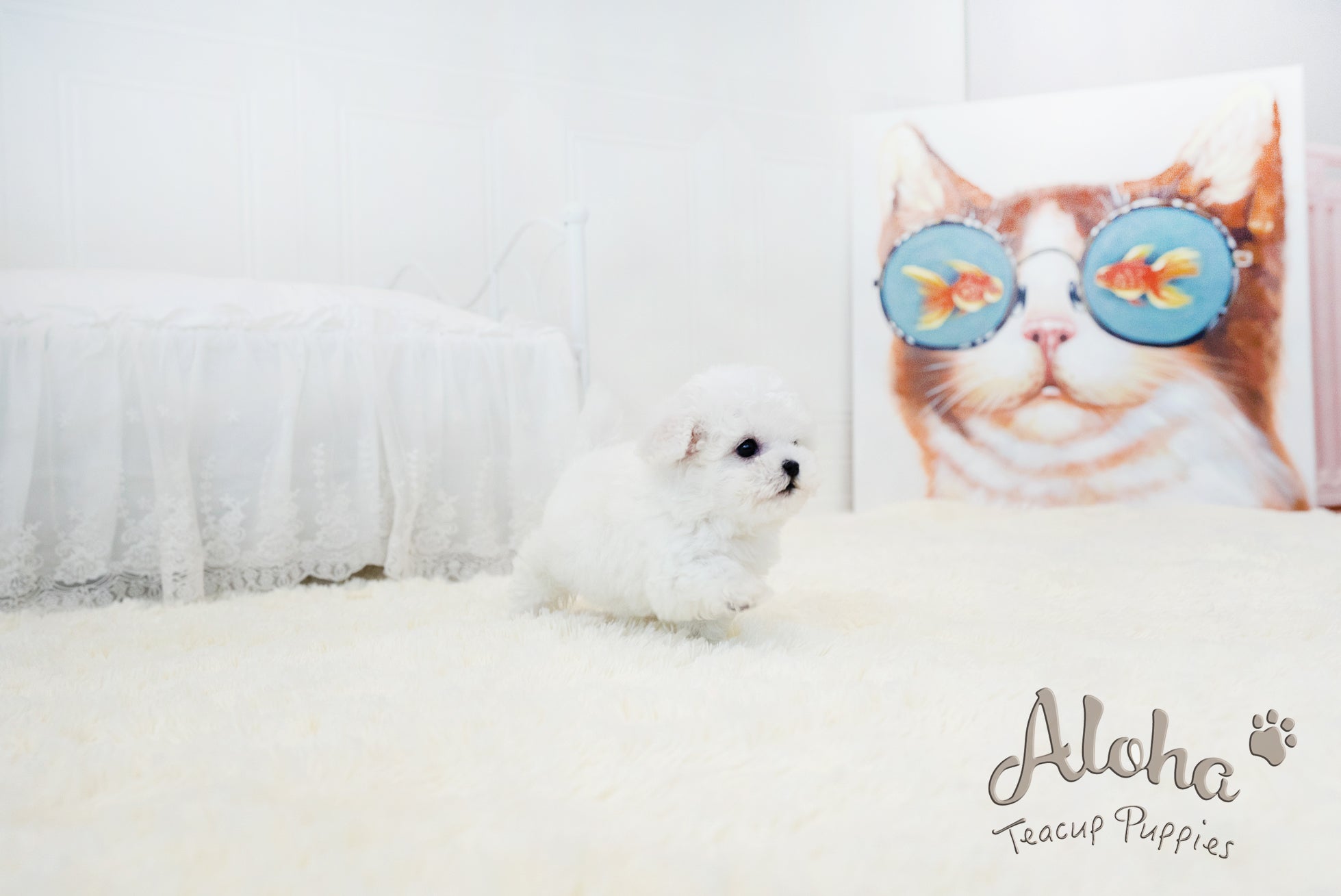 Lyle [TEACUP BICHON]
