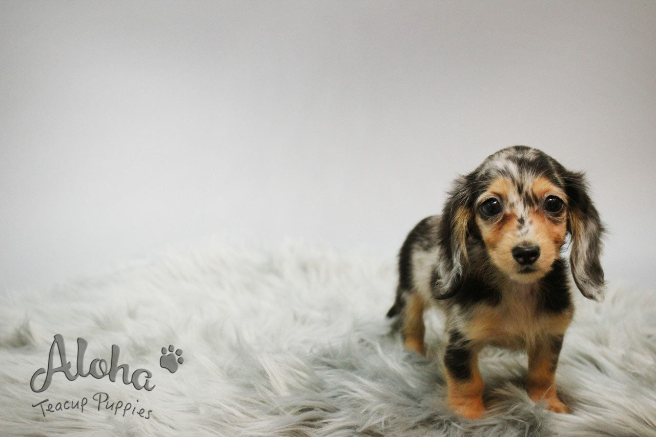 Levante [TEACUP Dachshund]