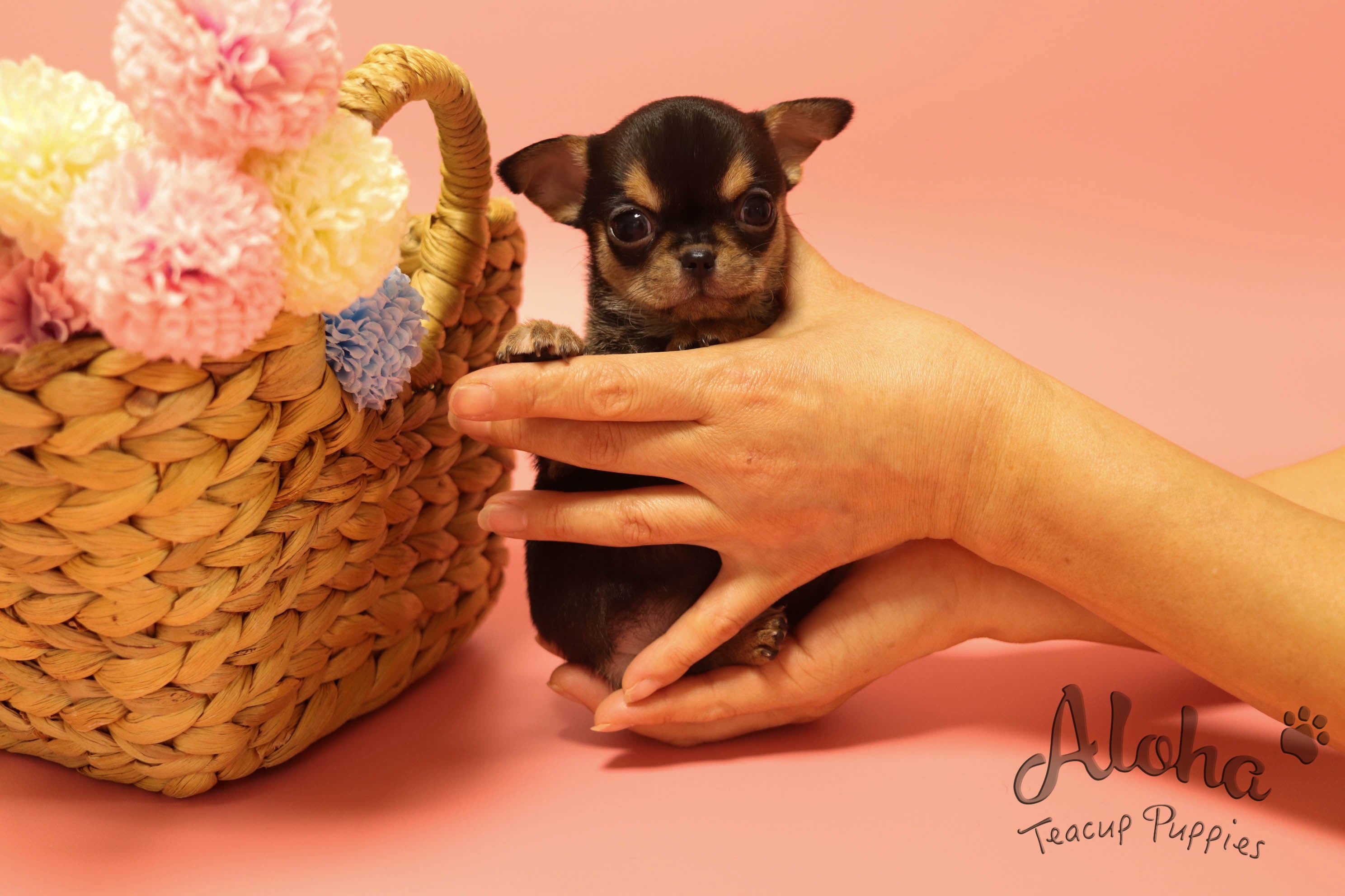 Sold to Jessie, Pie [TEACUP Chihuahua]
