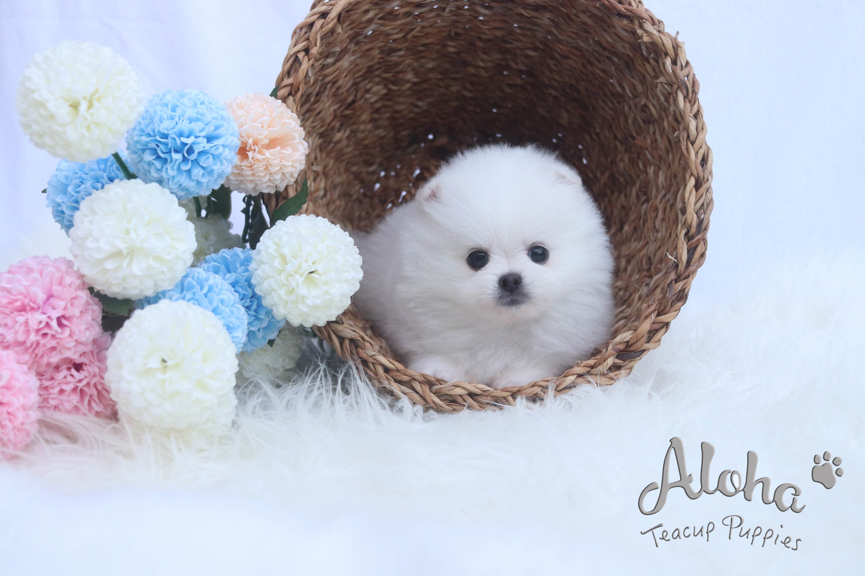 Vendido a T, DAISY - [Pomerania Toy]