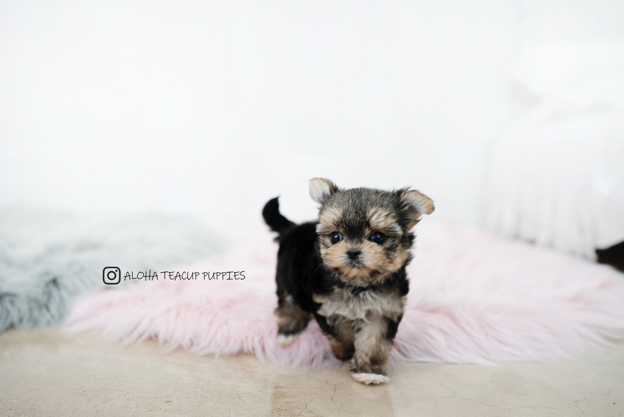 Margo [TEACUP YORKIE]