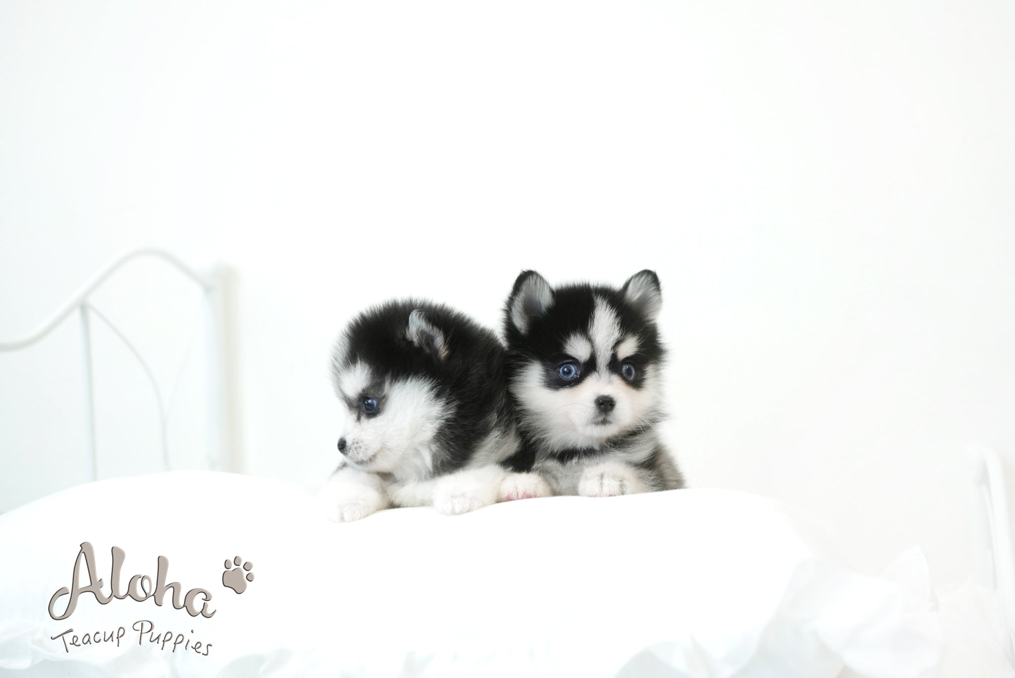 Emma&Edison [TEACUP POMSKY]
