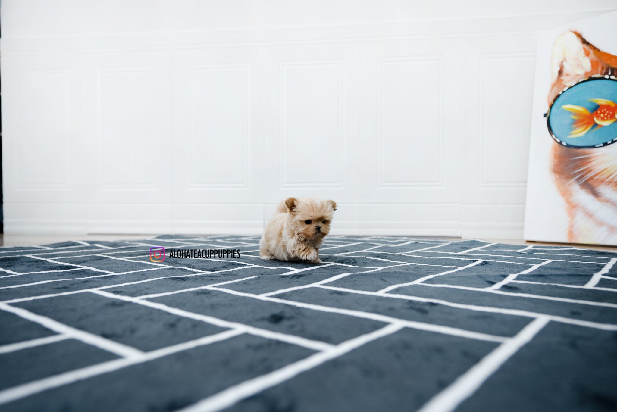 Bruno [TEACUP MALTIPOO]