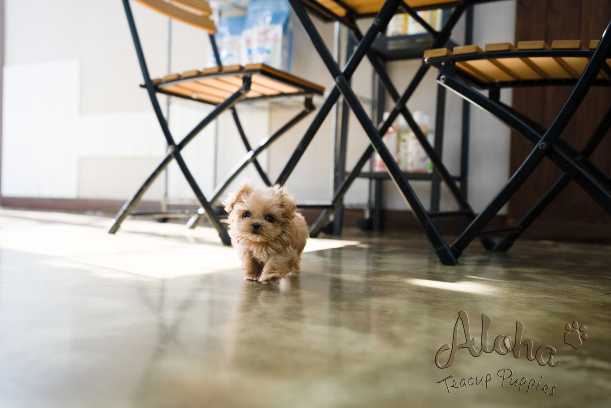 Luna [TEACUP MALTIPOO]