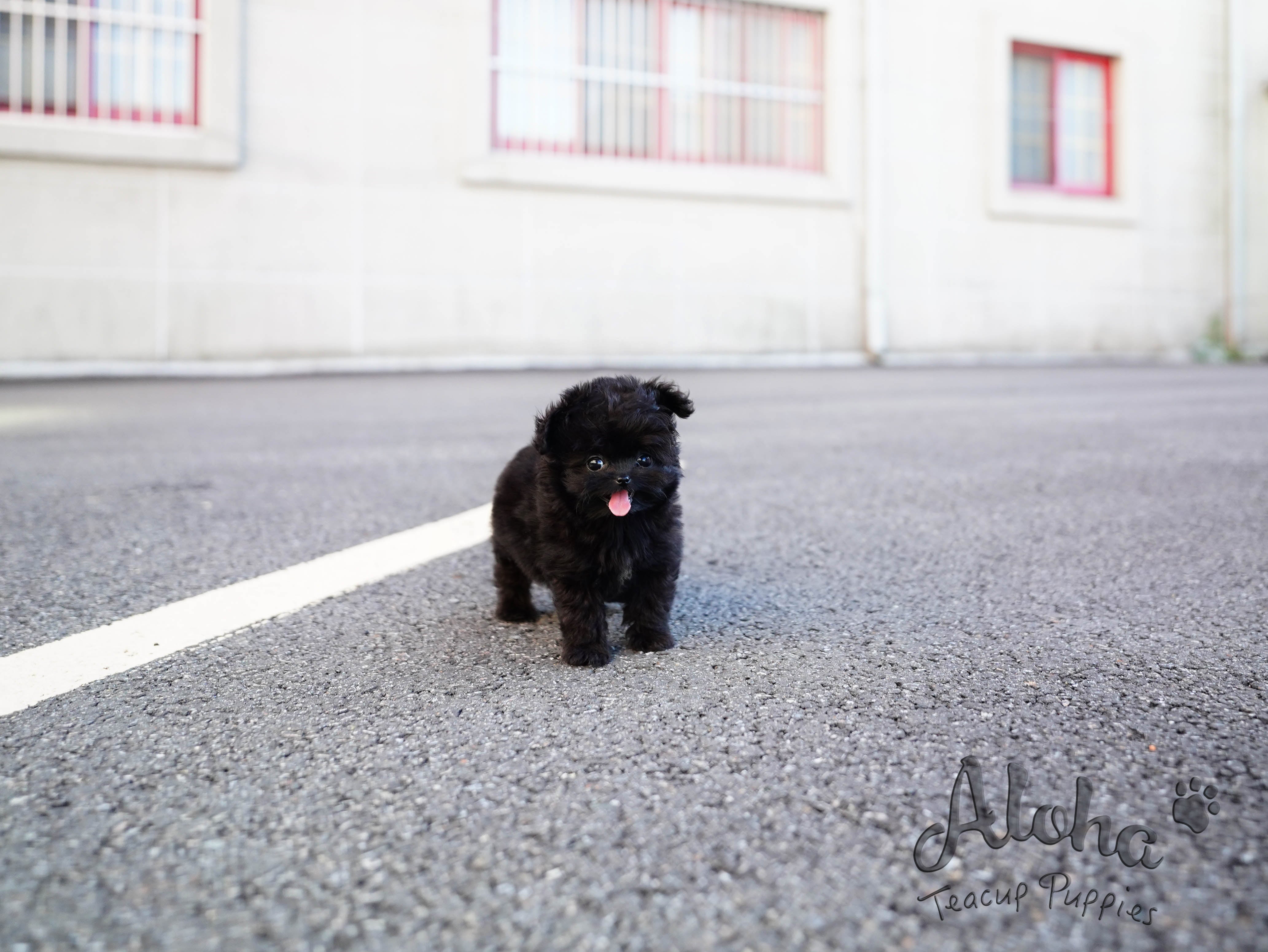Bambi [TEACUP MALTIPOO]