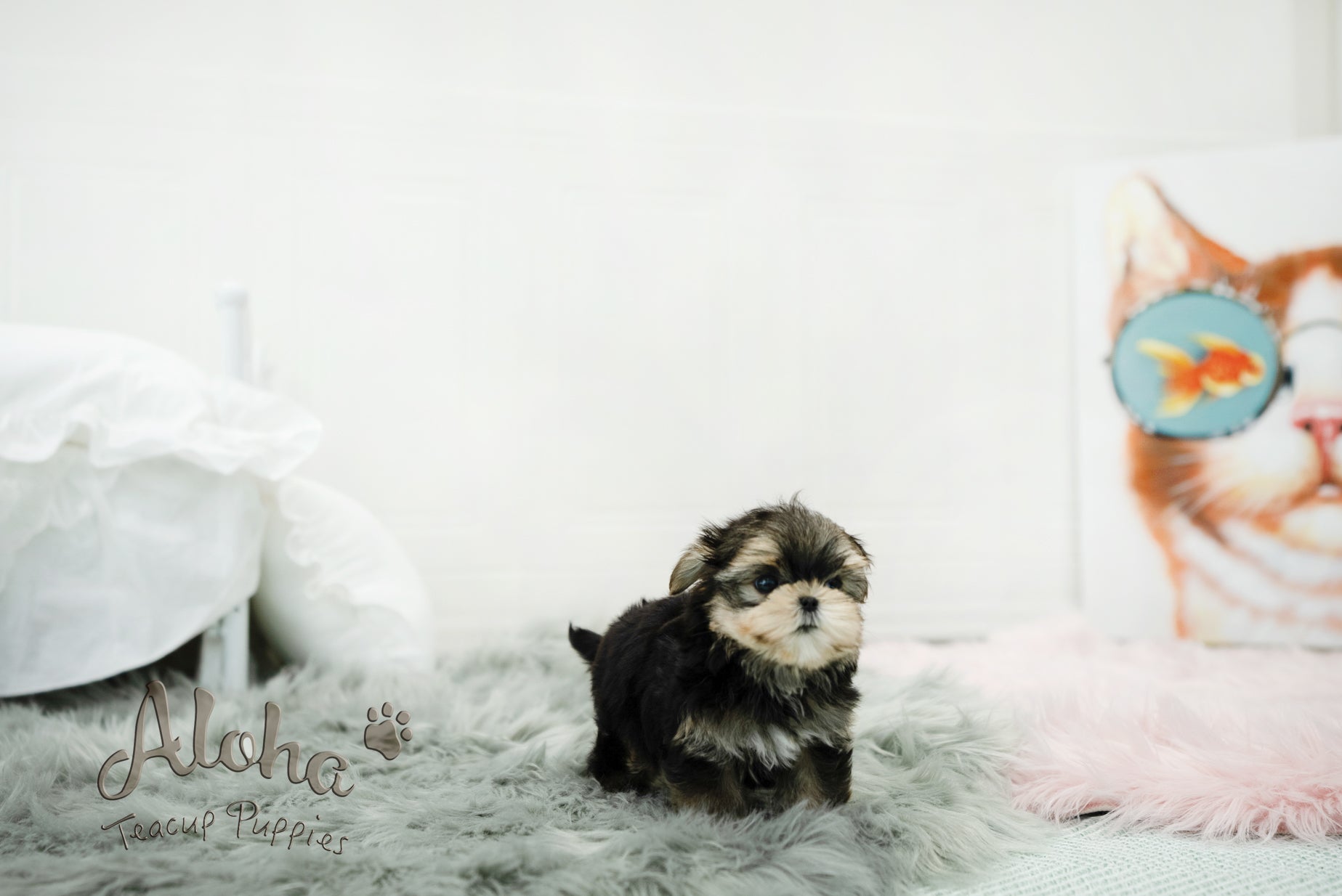 Oliver [TEACUP morkie]