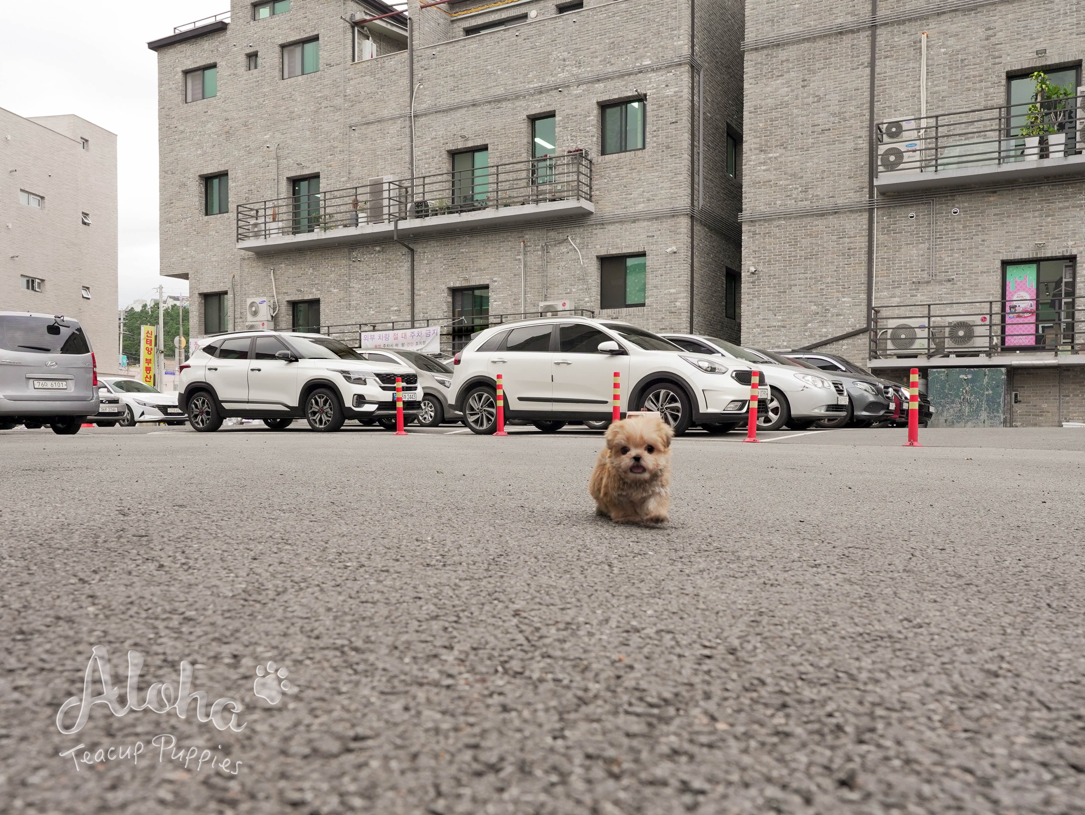 Cheese [TEACUP MORKIE]