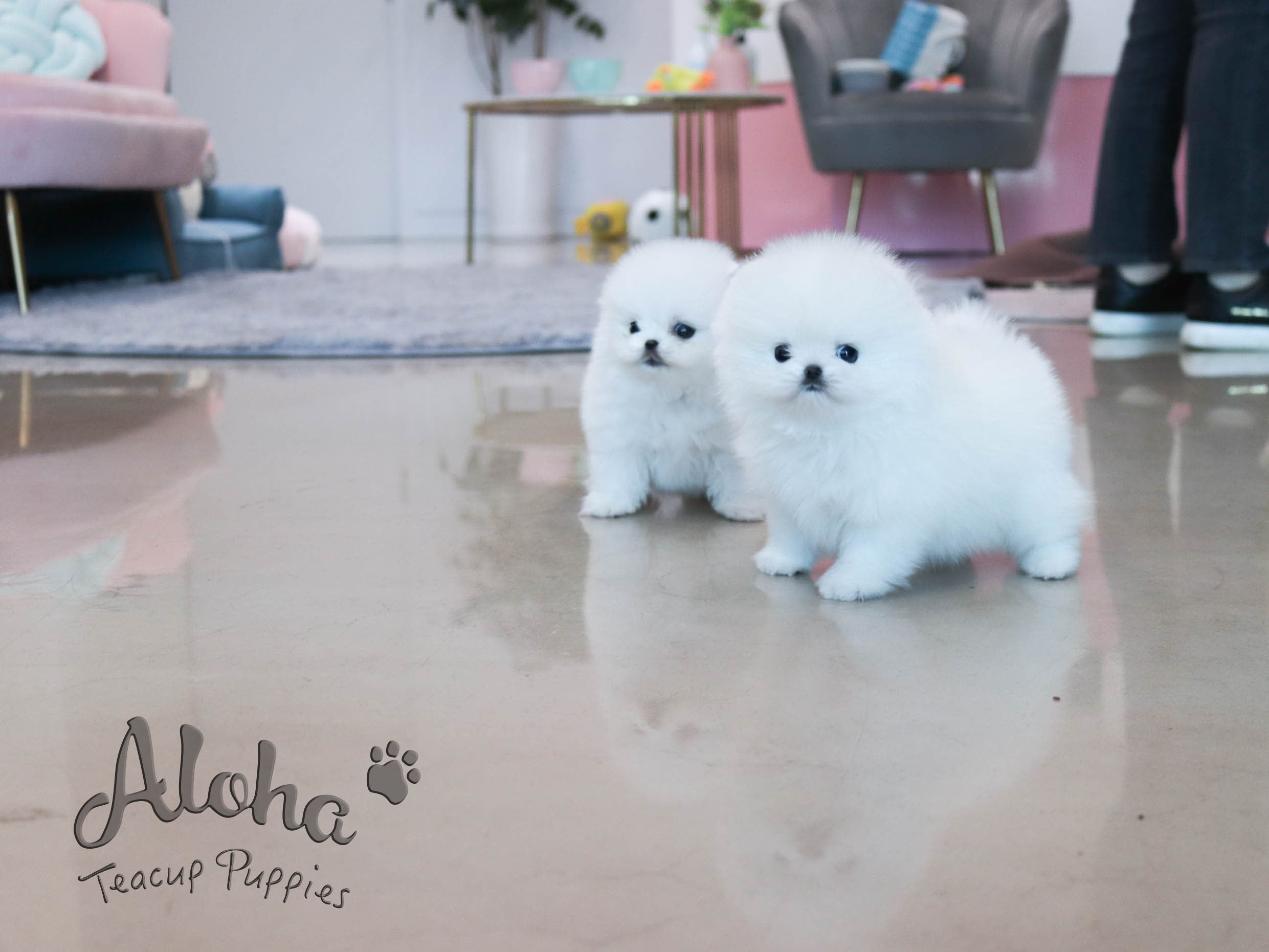Melo&Molly [TEACUP POMERANIAN]