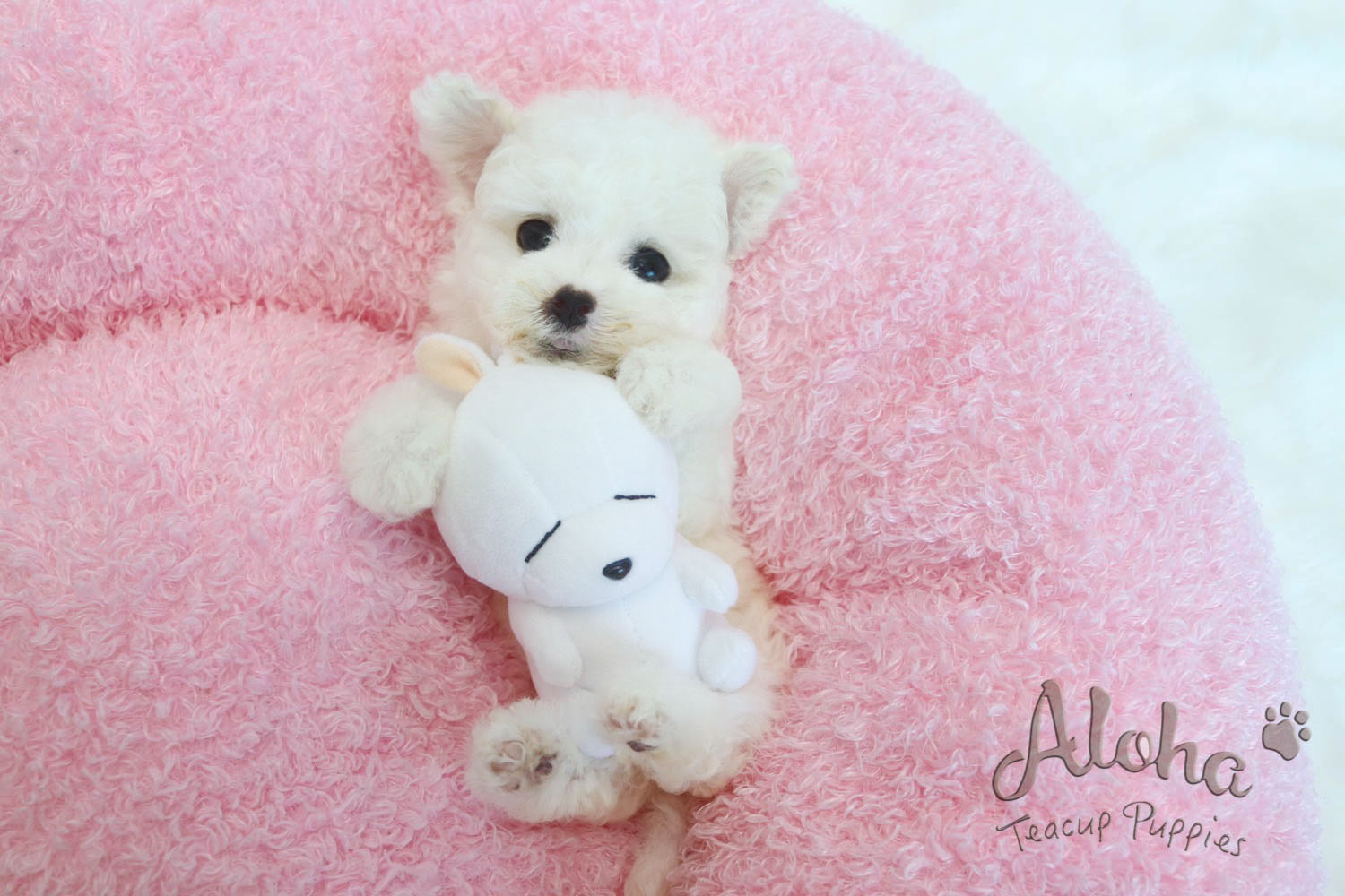 Sold to Amanda, MOMO - [Teacup Bichon]