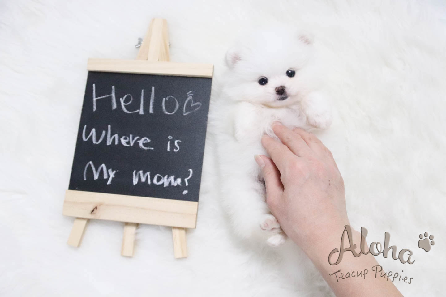 Sold to Liwenzhu, Prada [TEACUP POMERANIAN]