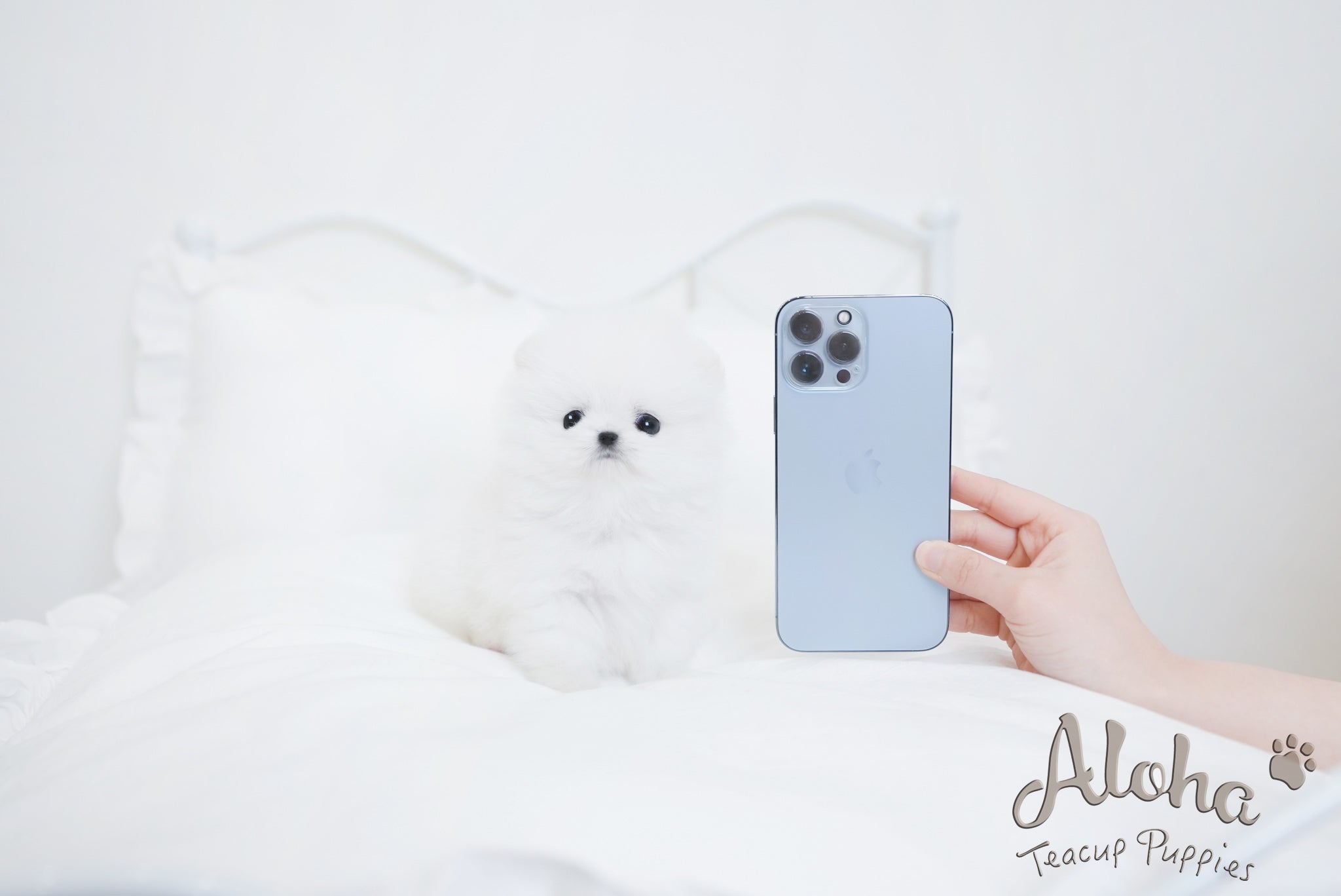 Angela [TEACUP POMERANIAN]