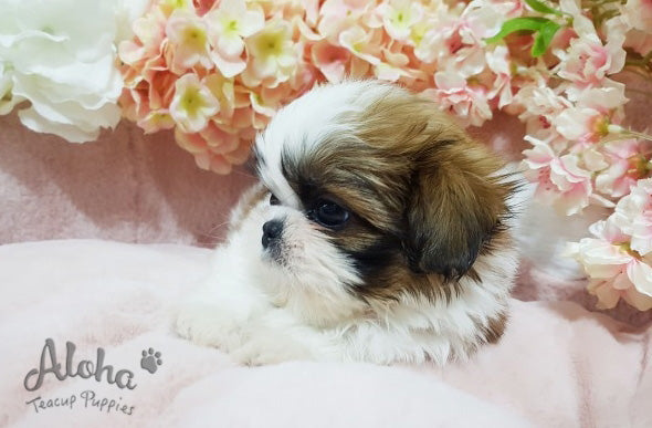 Phoebe [TEACUP Shih Tzu]