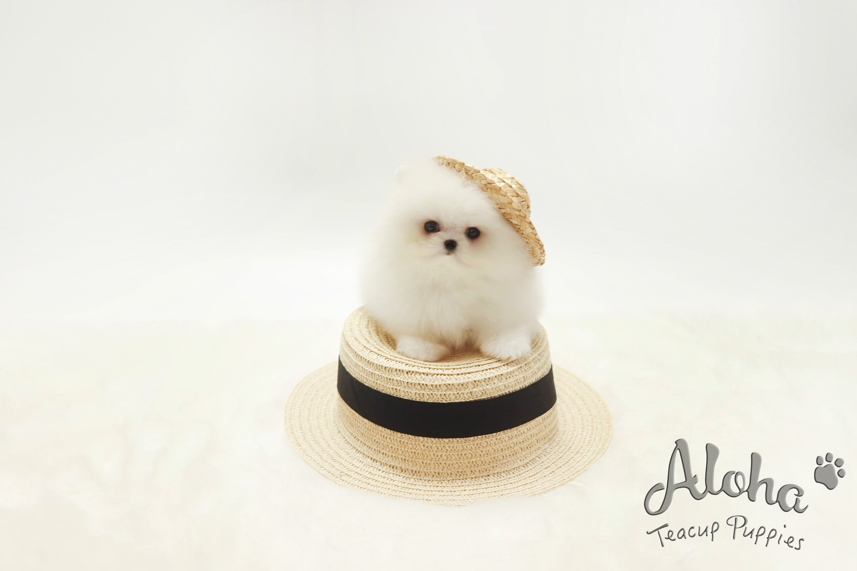 Vendida a Amelia, Boo [Pomerania miniatura]