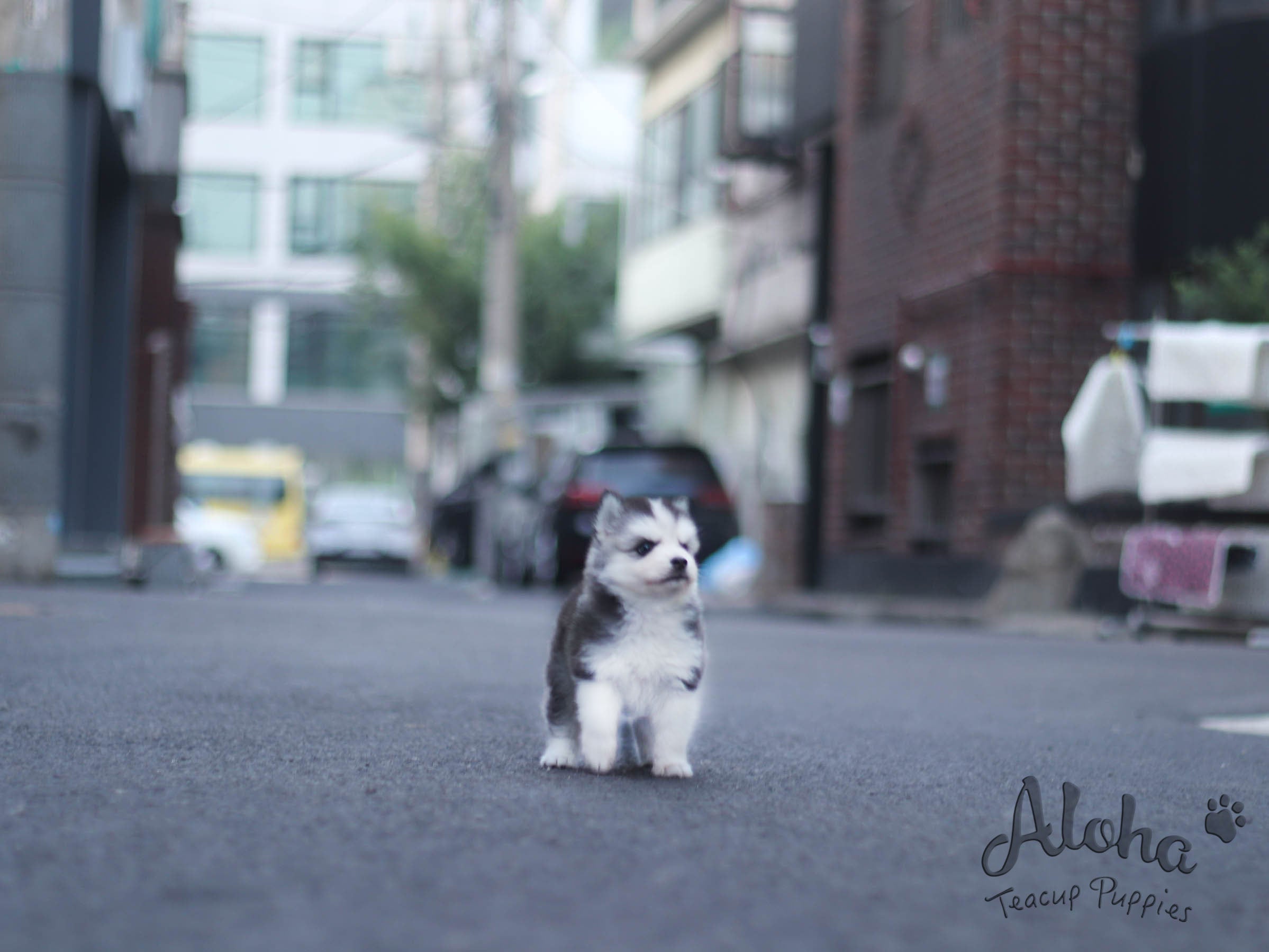 Sold to Maytinee, Shark [TEACUP POMSKY]