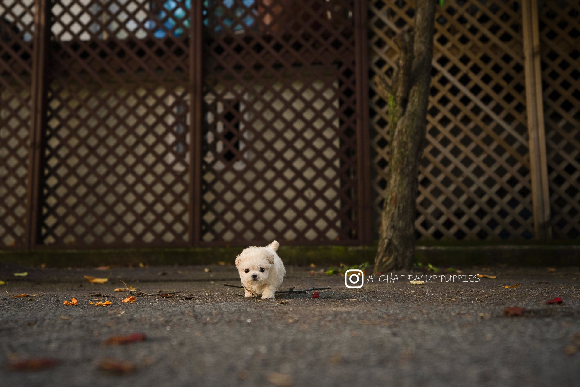 Mila [TEACUP Maltipoo]