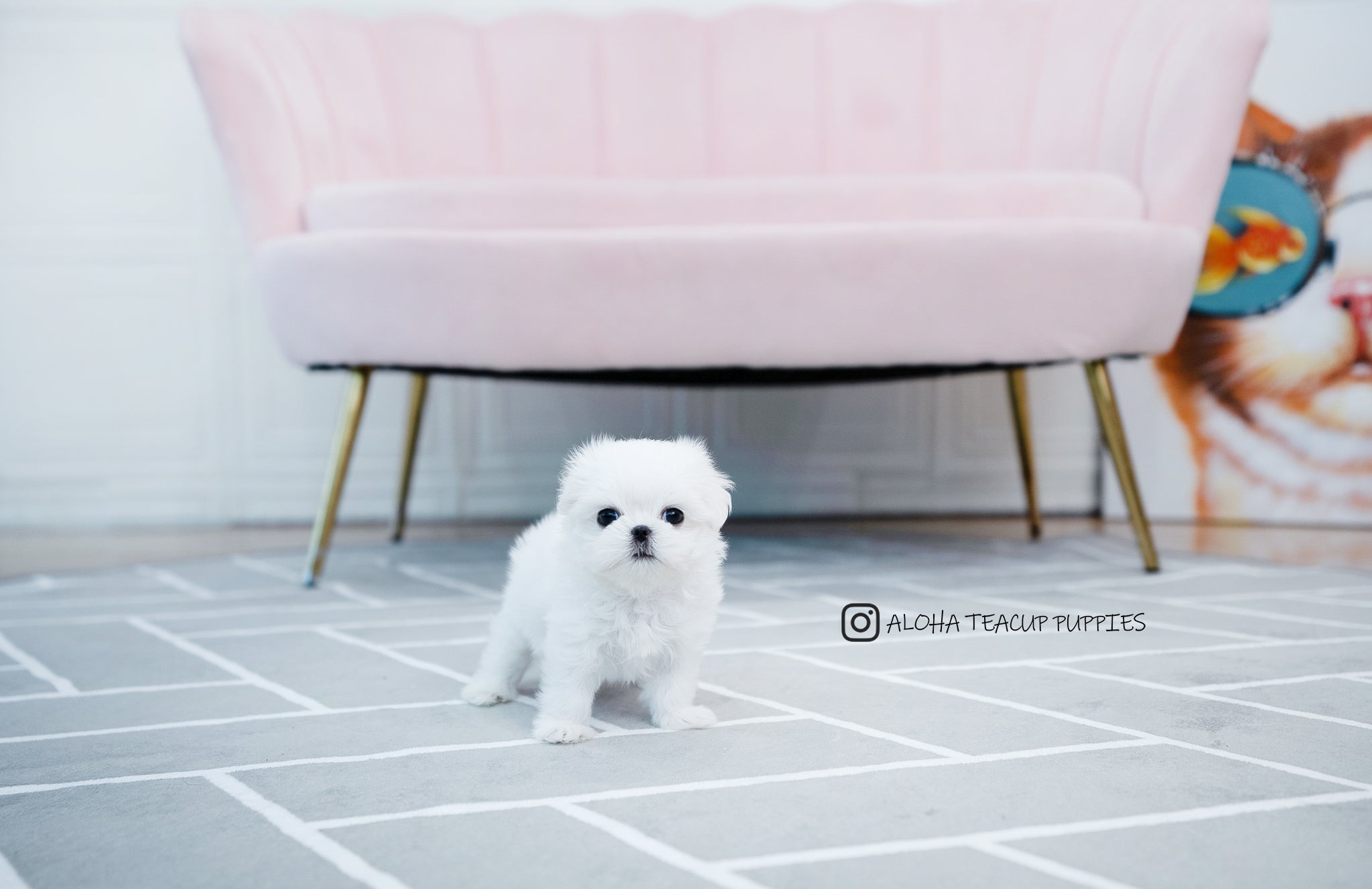 Otis [TEACUP MALTESE]