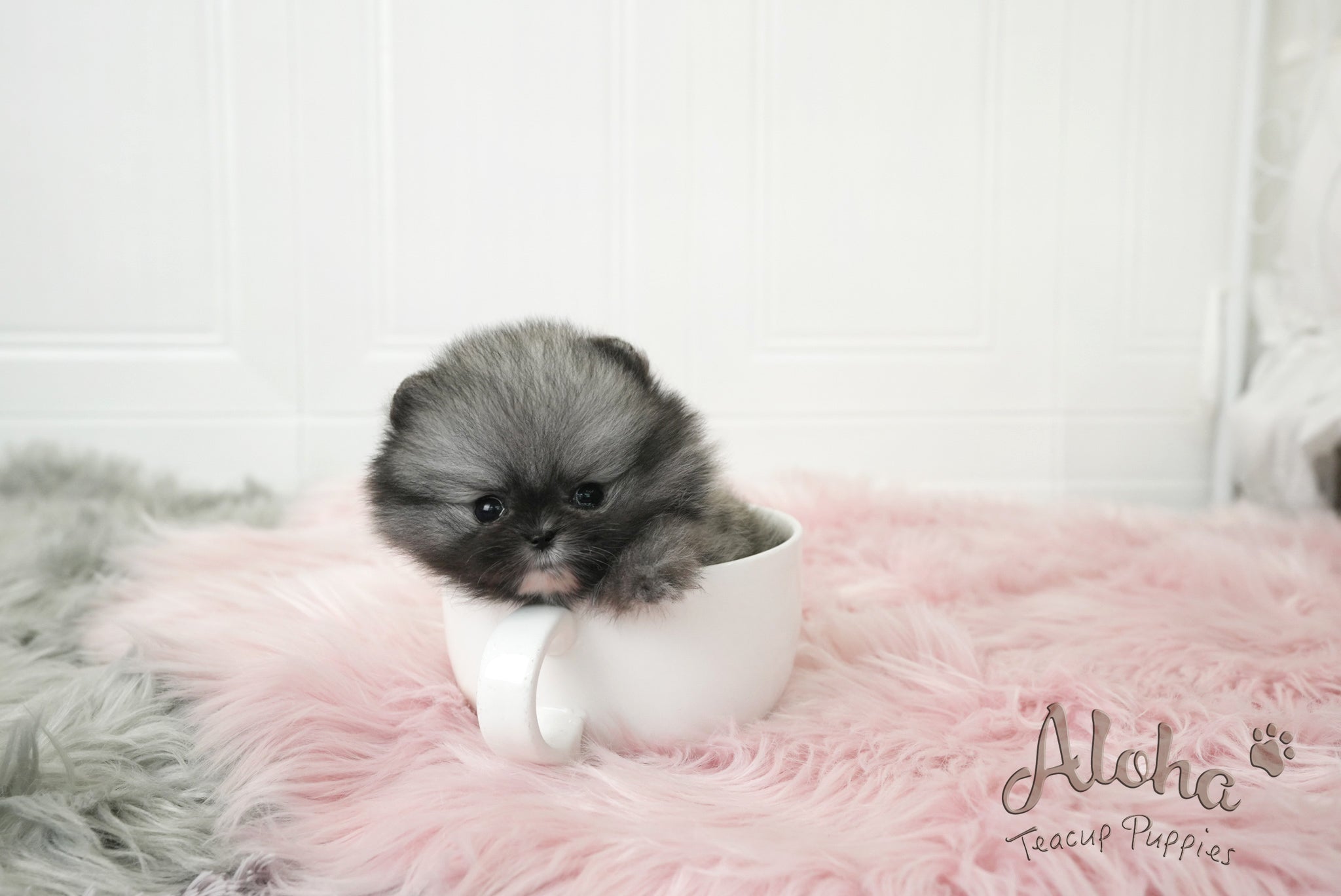 Nero [TEACUP POMERANIAN]