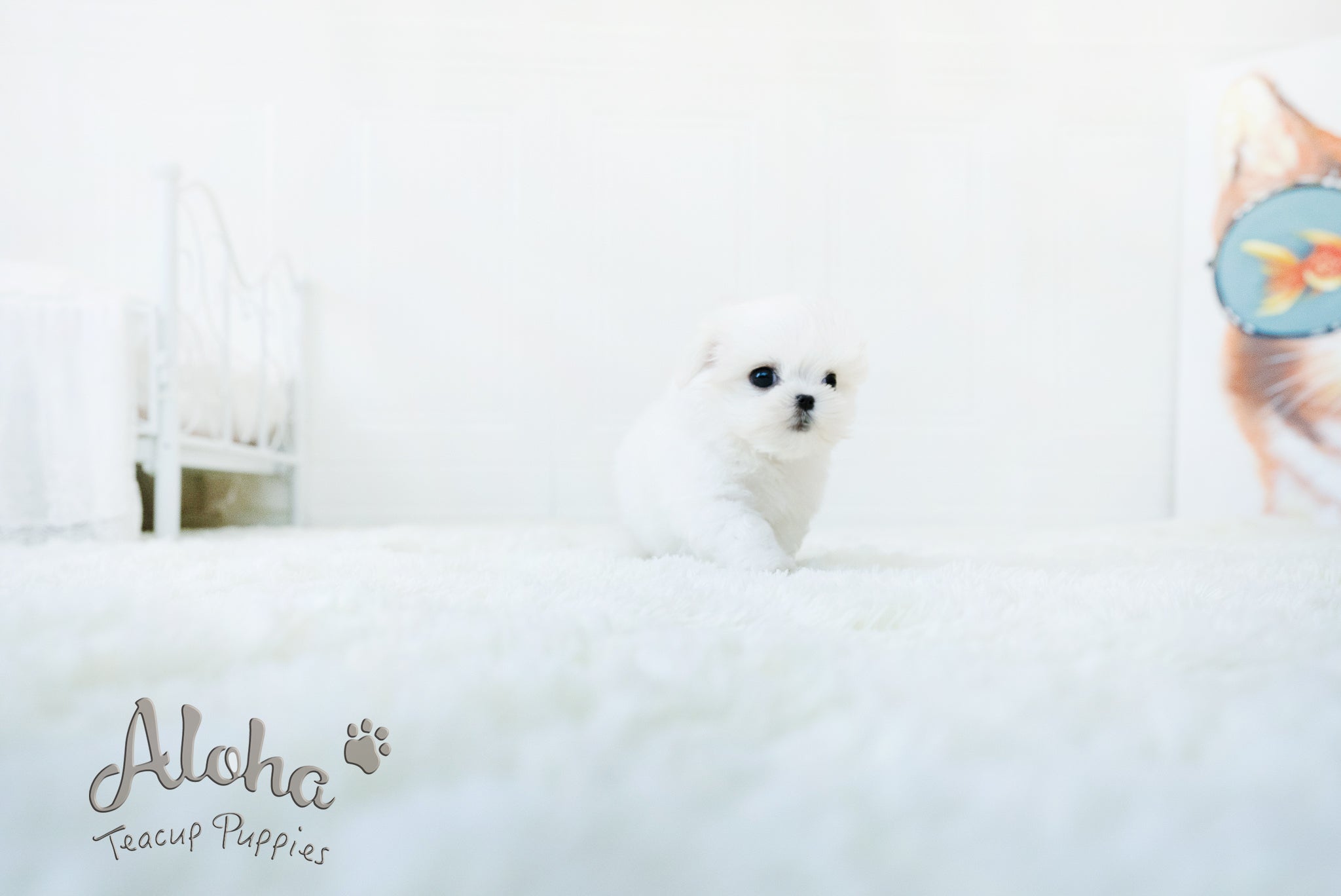 WOODY [TEACUP MALTESE]