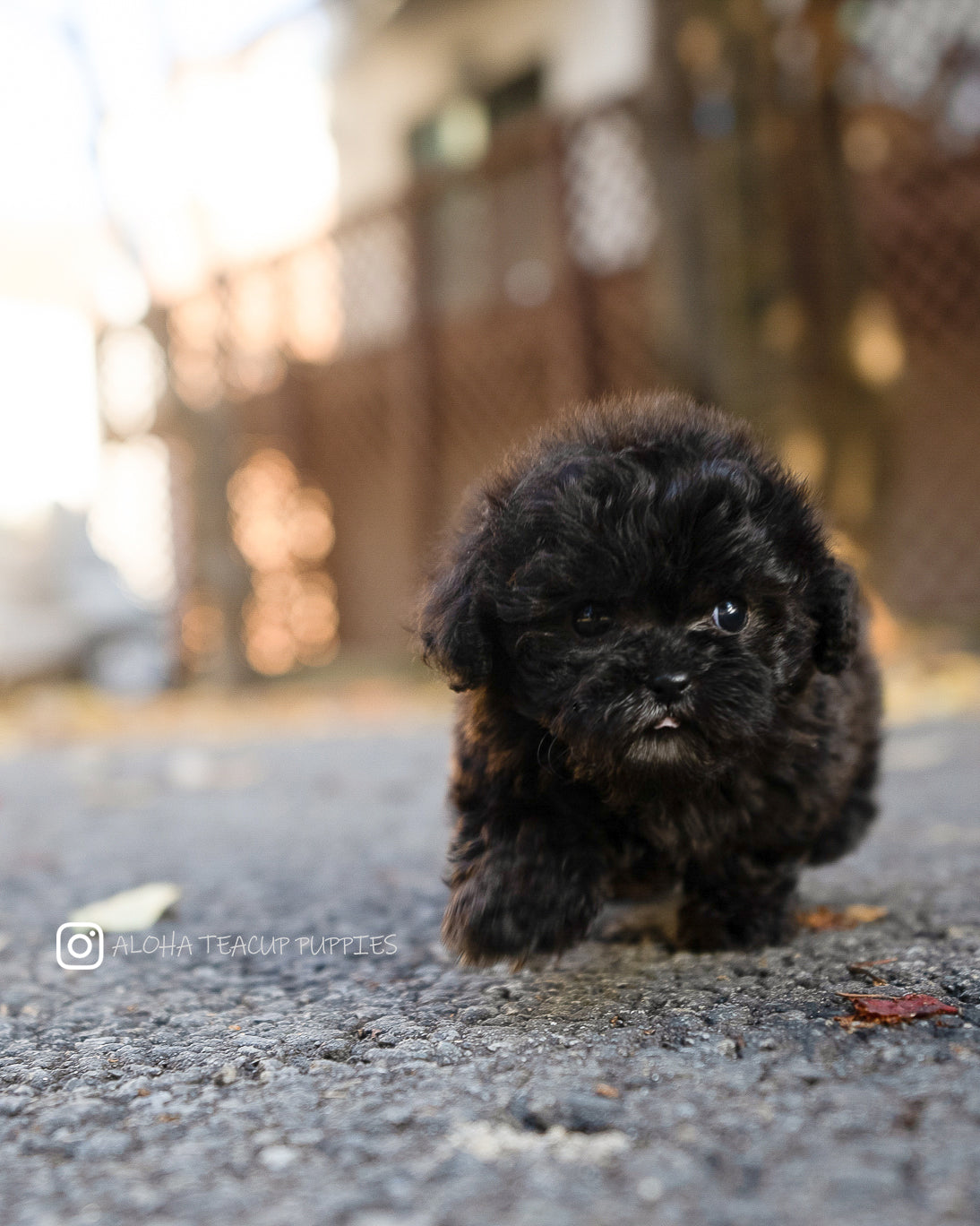 Lon [POODLE TOY]