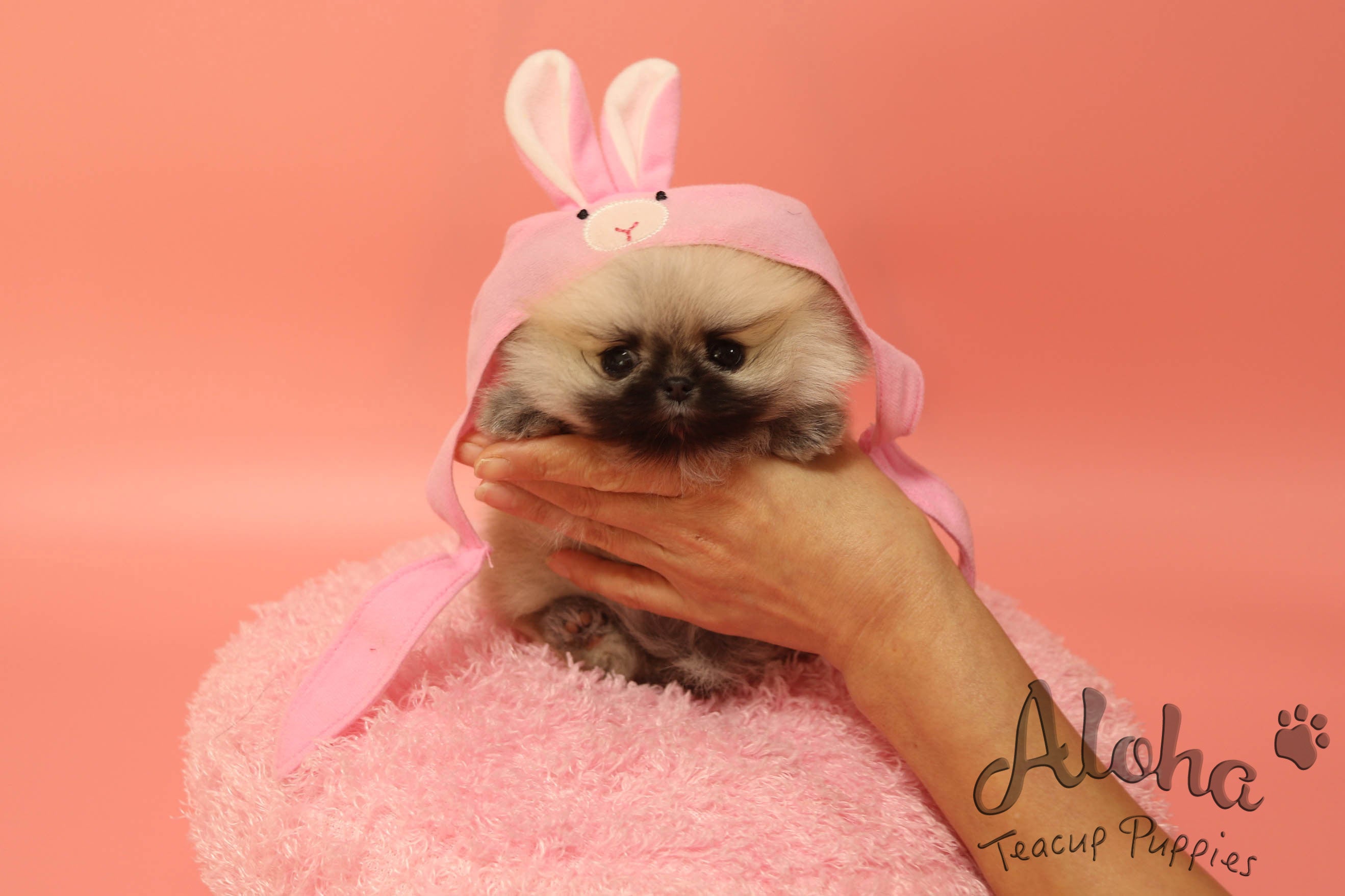 Sold to Timothy, Brownie [TEACUP Pomeranian]