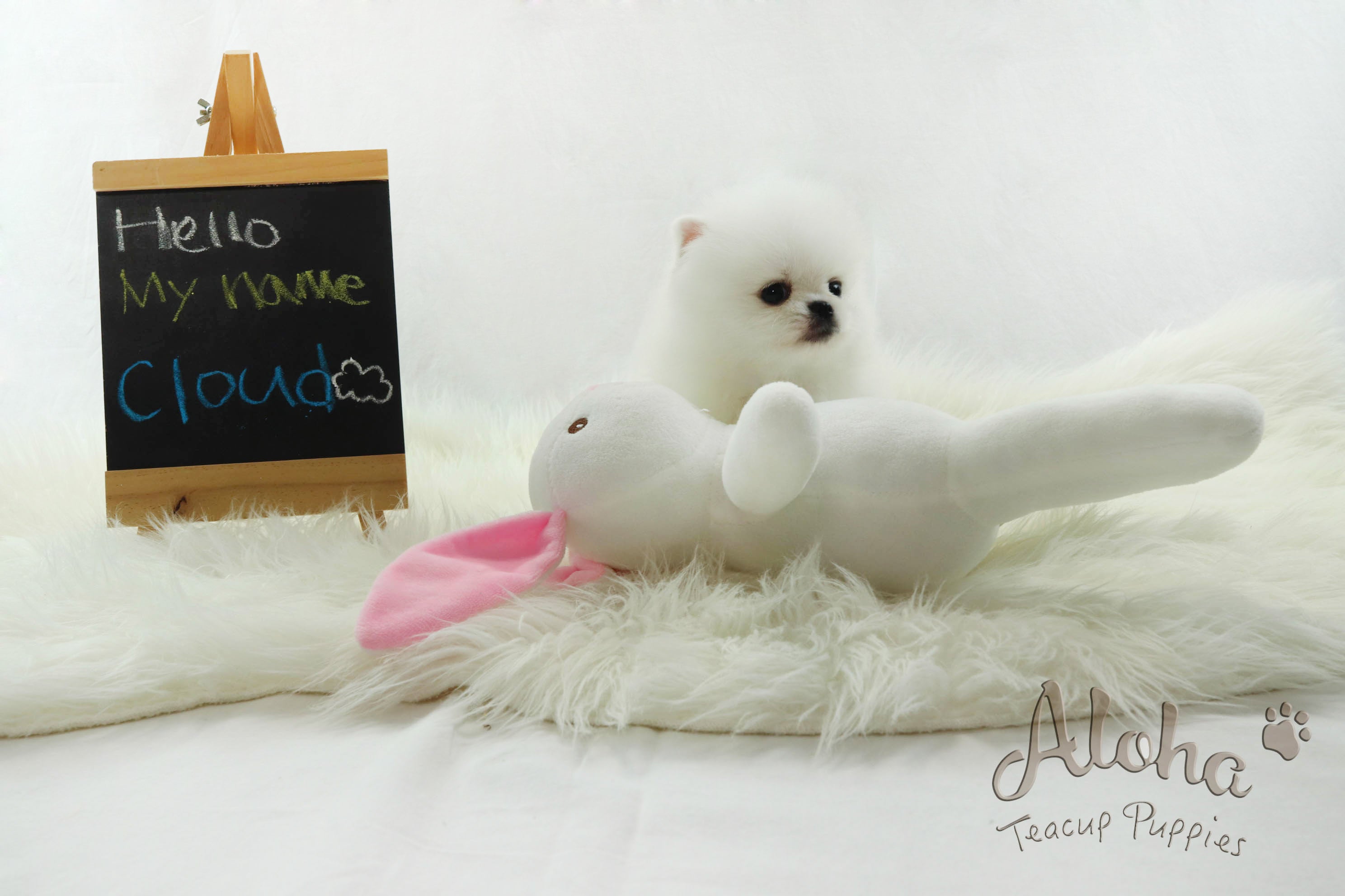 Sold to Barbie, SANTA [Pomeranian]