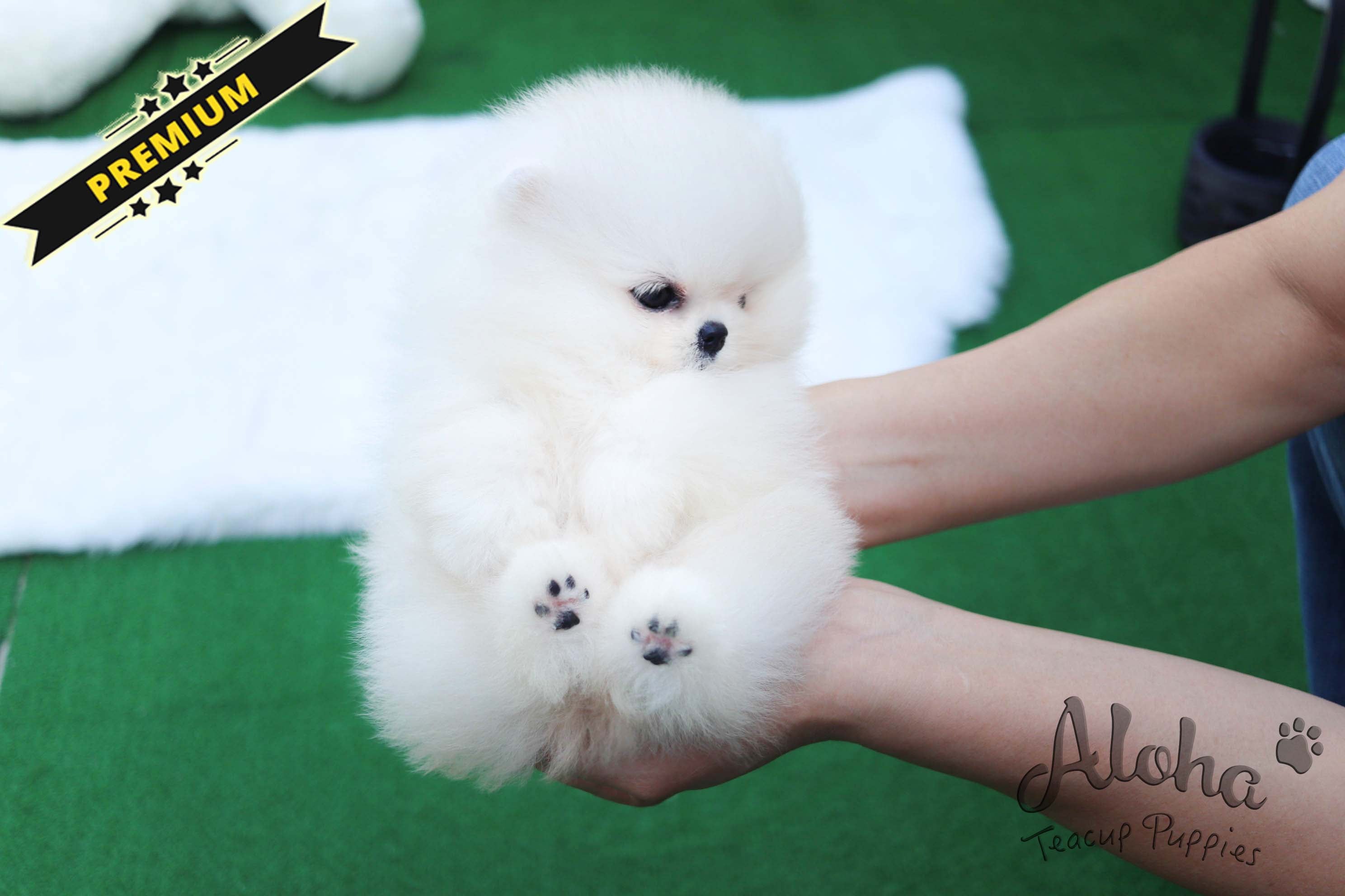 Sold to Gamez, CHANEL [TEACUP POMERANIAN]