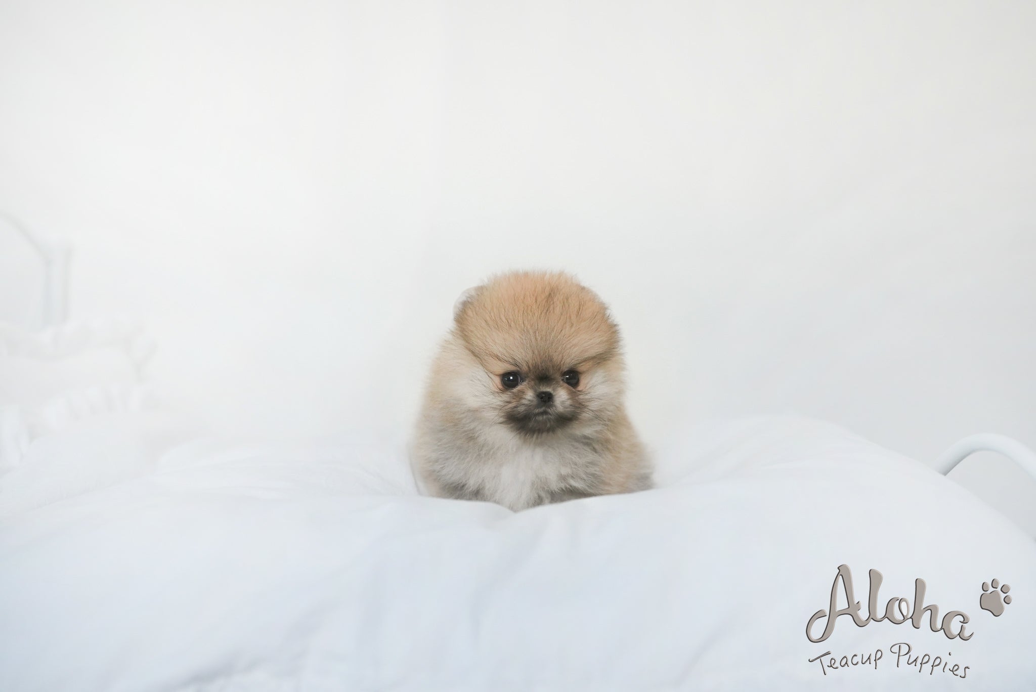 Sally [TEACUP POMERANIAN]