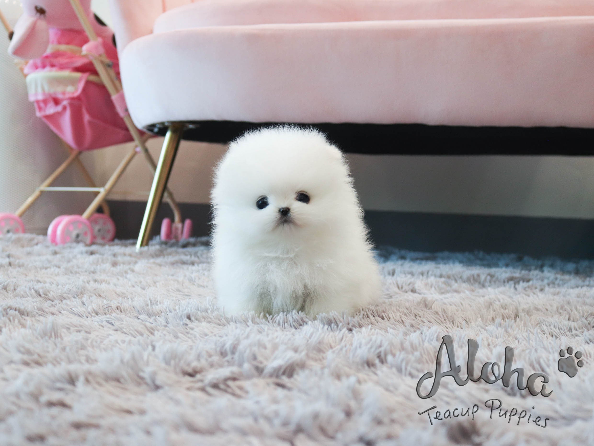 Anna&Sui [TEACUP POMERANIAN]
