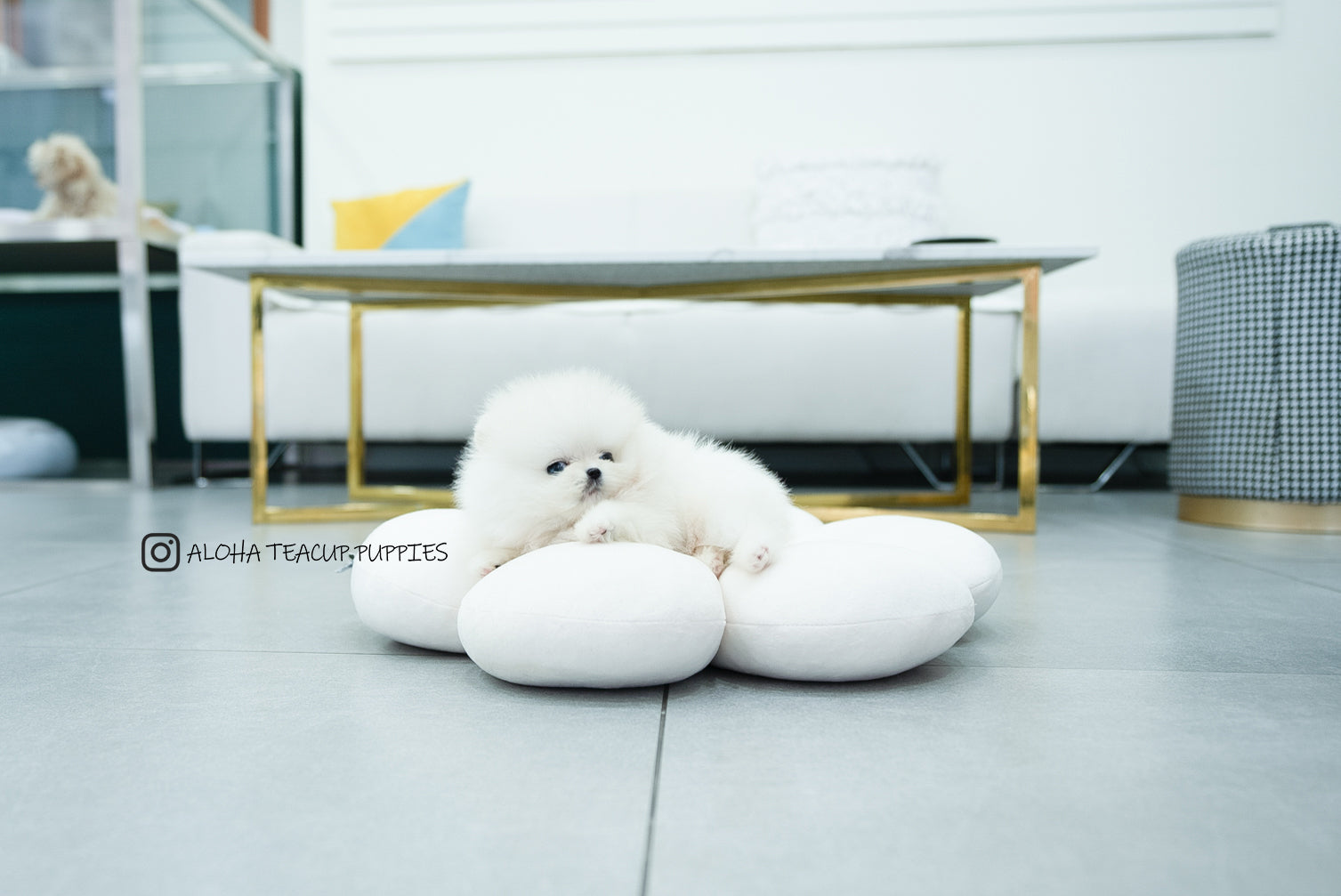 Bono [TEACUP POMERANIAN]