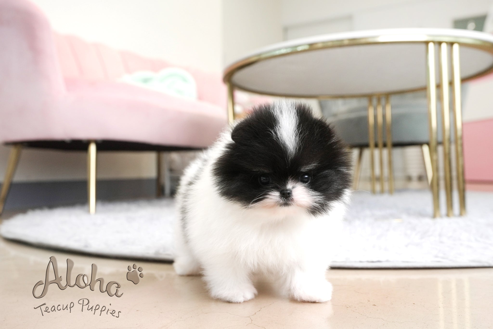 Grant [TEACUP POMERANIAN]