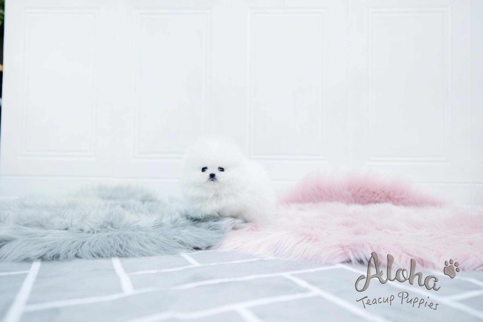 Aurora [TEACUP POMERANIAN]
