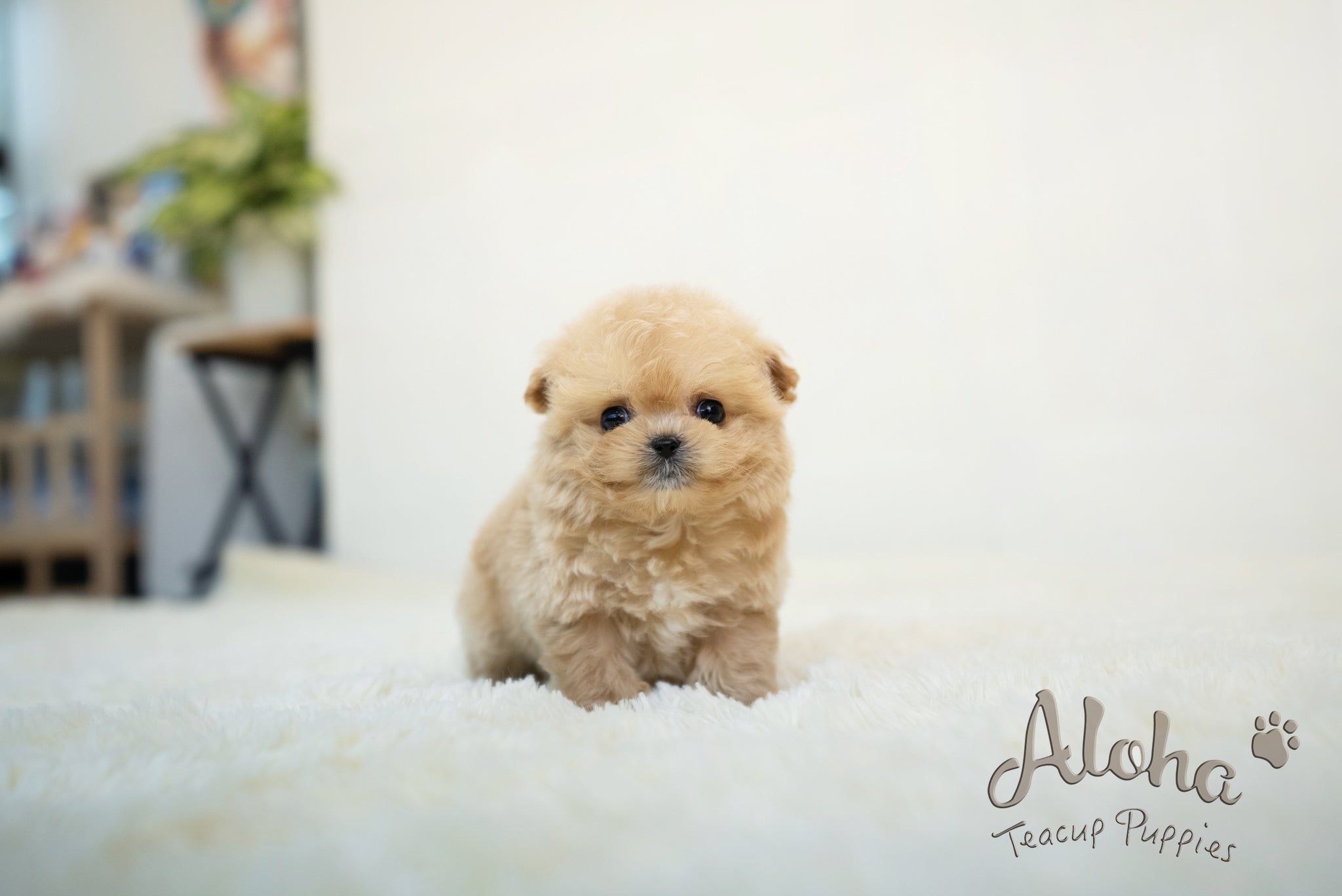 Mario [TEACUP MALTIPOO]